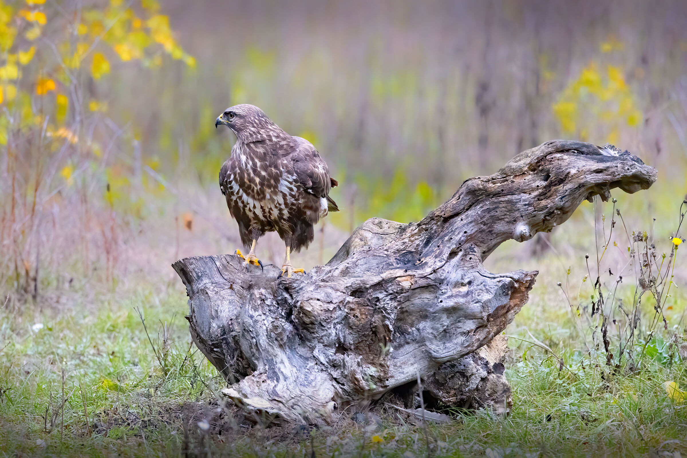 Poiana (Buteo buteo)