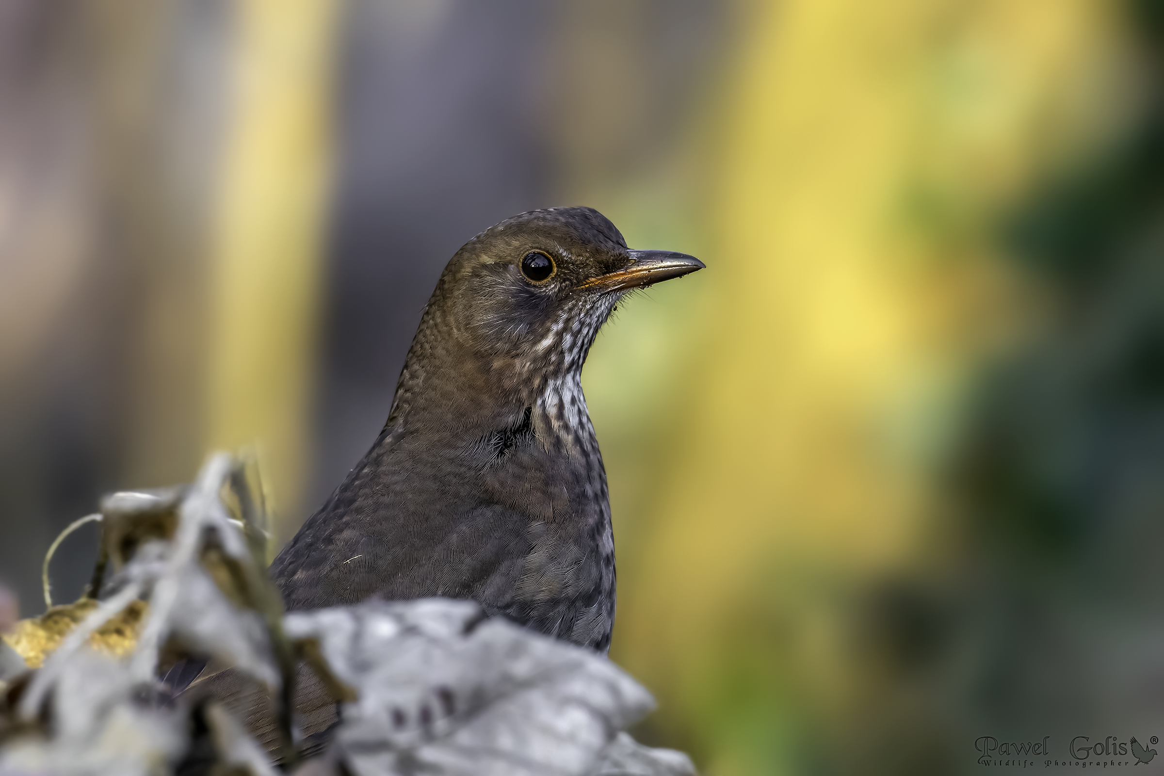 Merlo comune (Turdus merula)