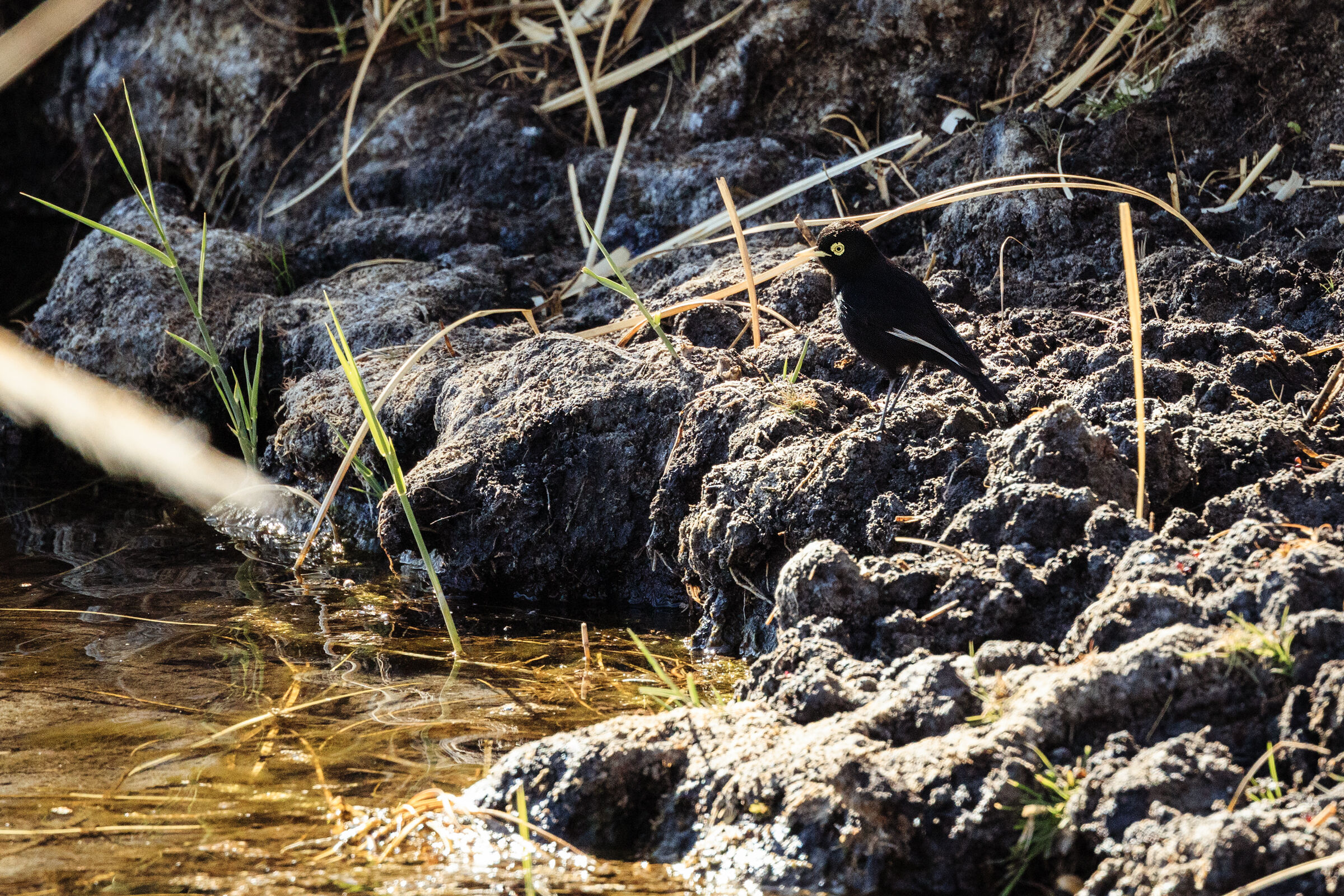 tiranno dagli occhiali