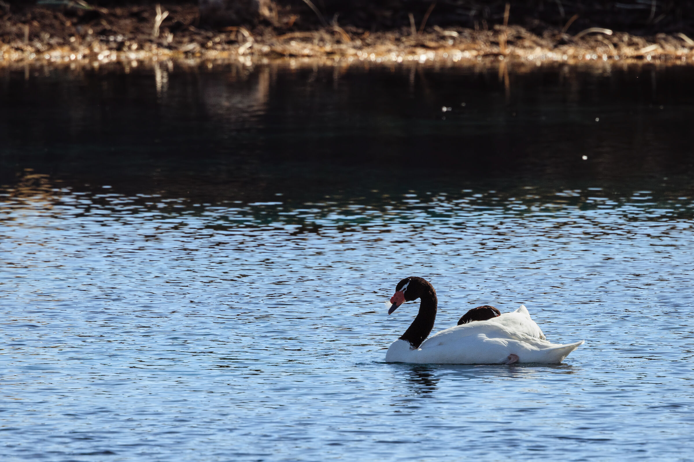 cigno dal collo nero