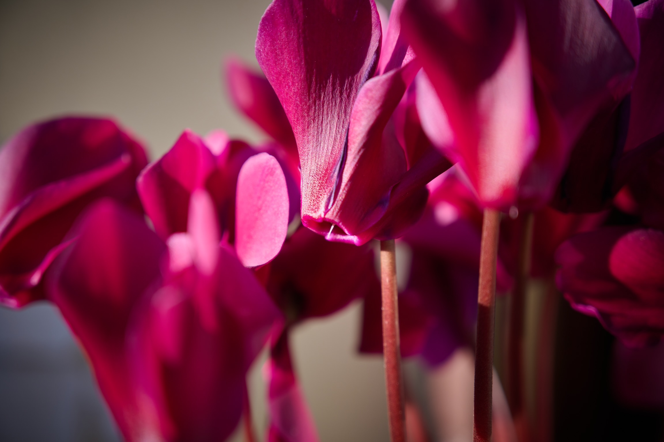 Cyclamen