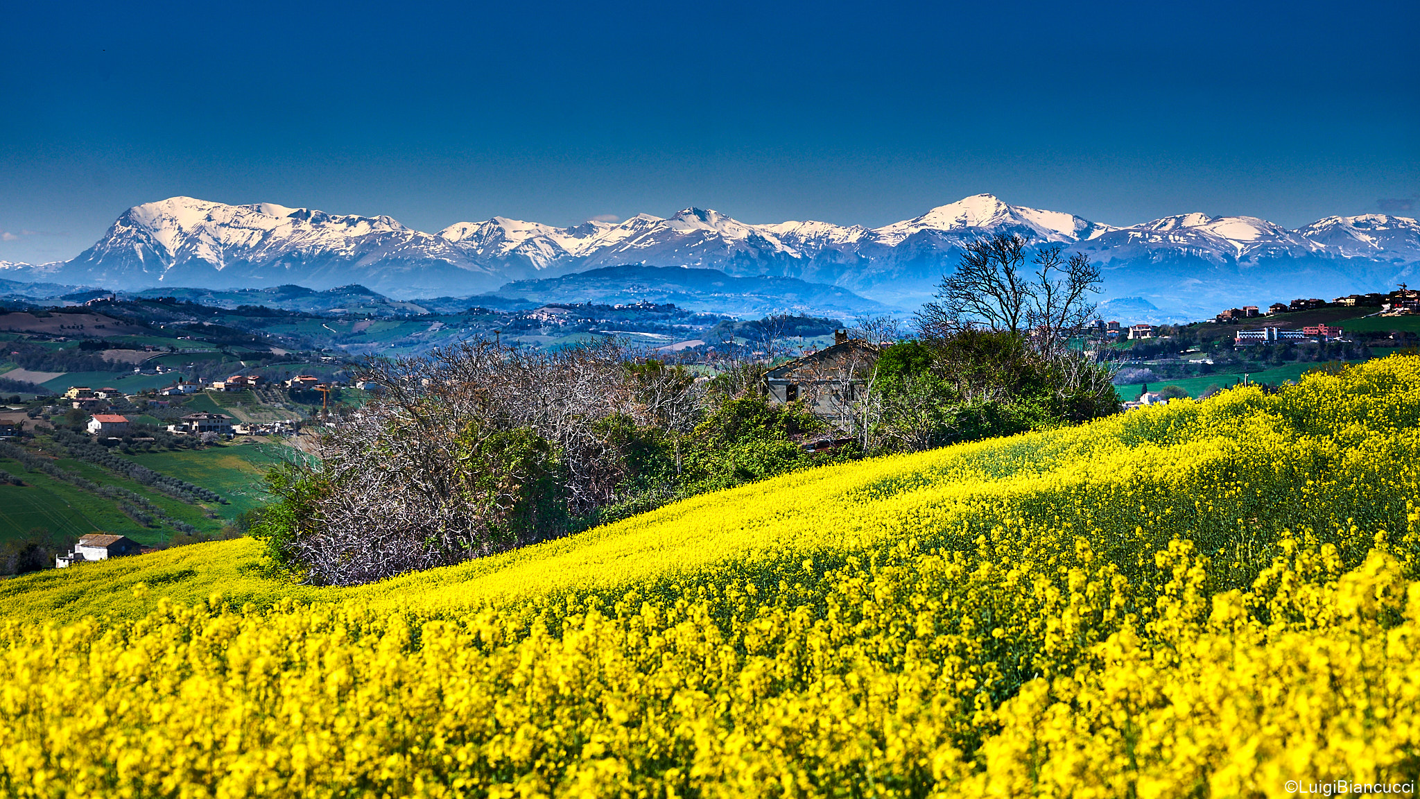 Campo di colza e i monti Sibillini sullo sfondo