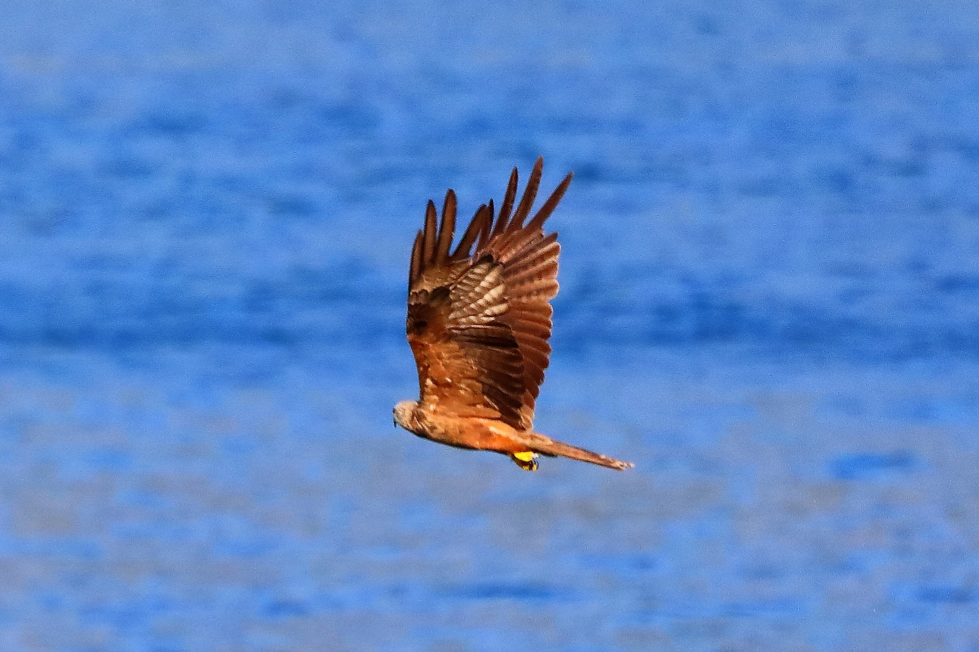 Nibbio bruno 02-08-2022