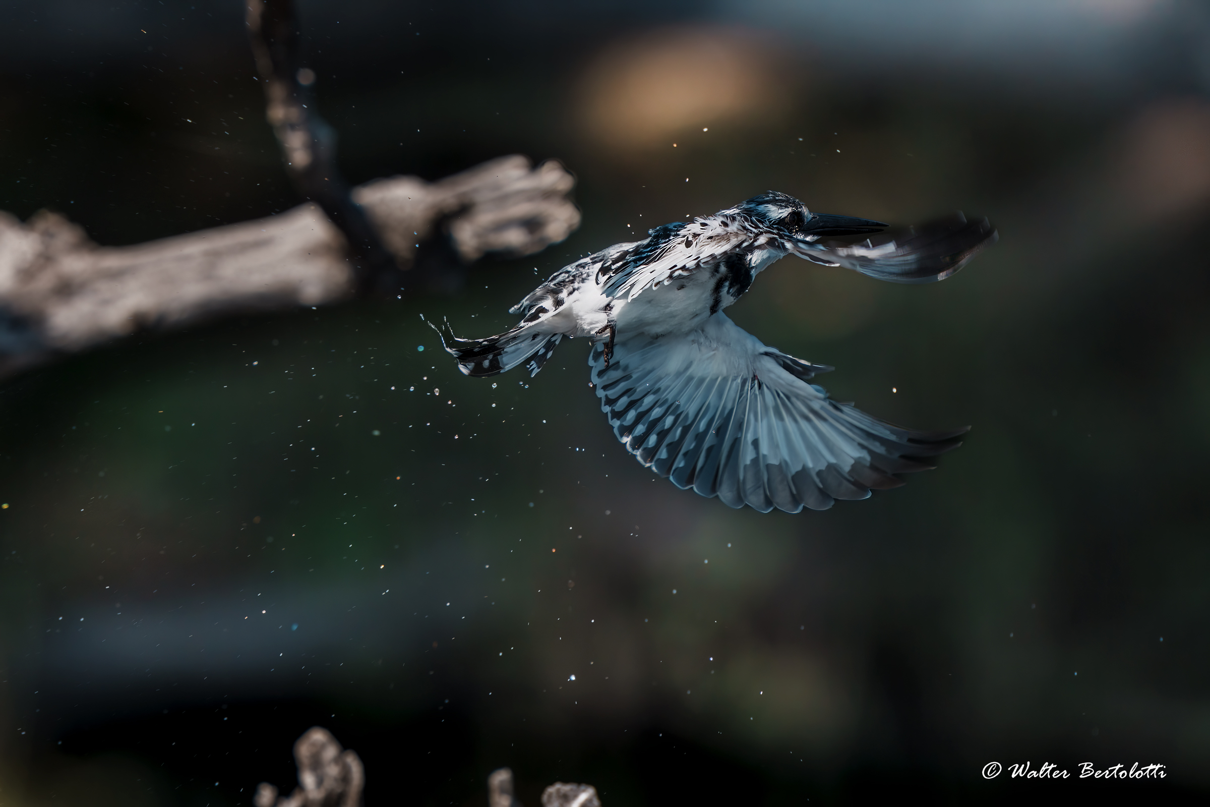 Martin pescatore bianco e nero