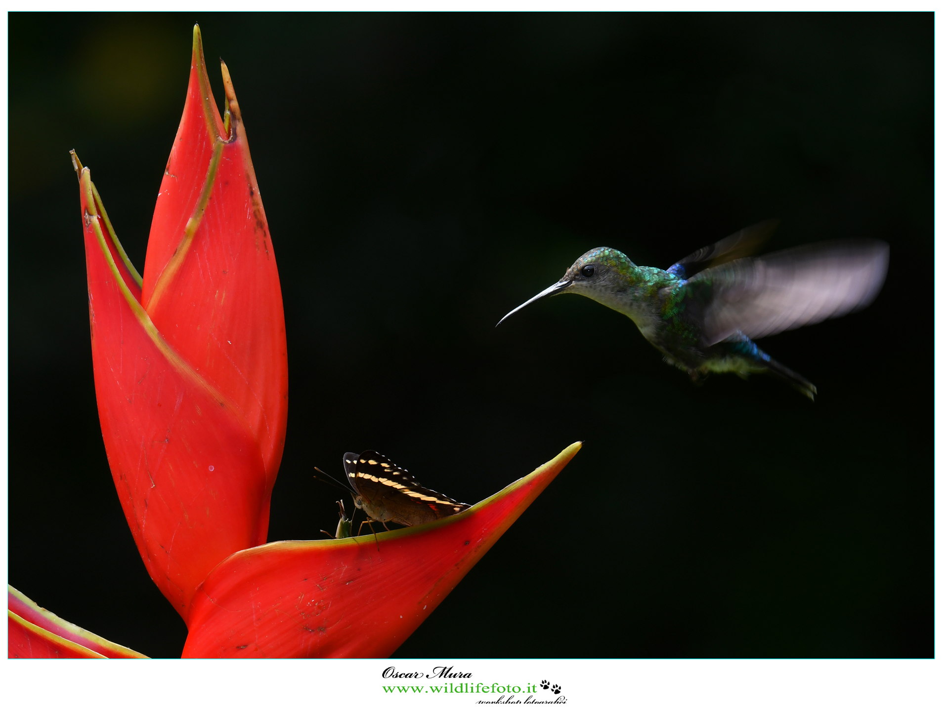 Blue-chested Hummingbird www.wildlifefoto.it