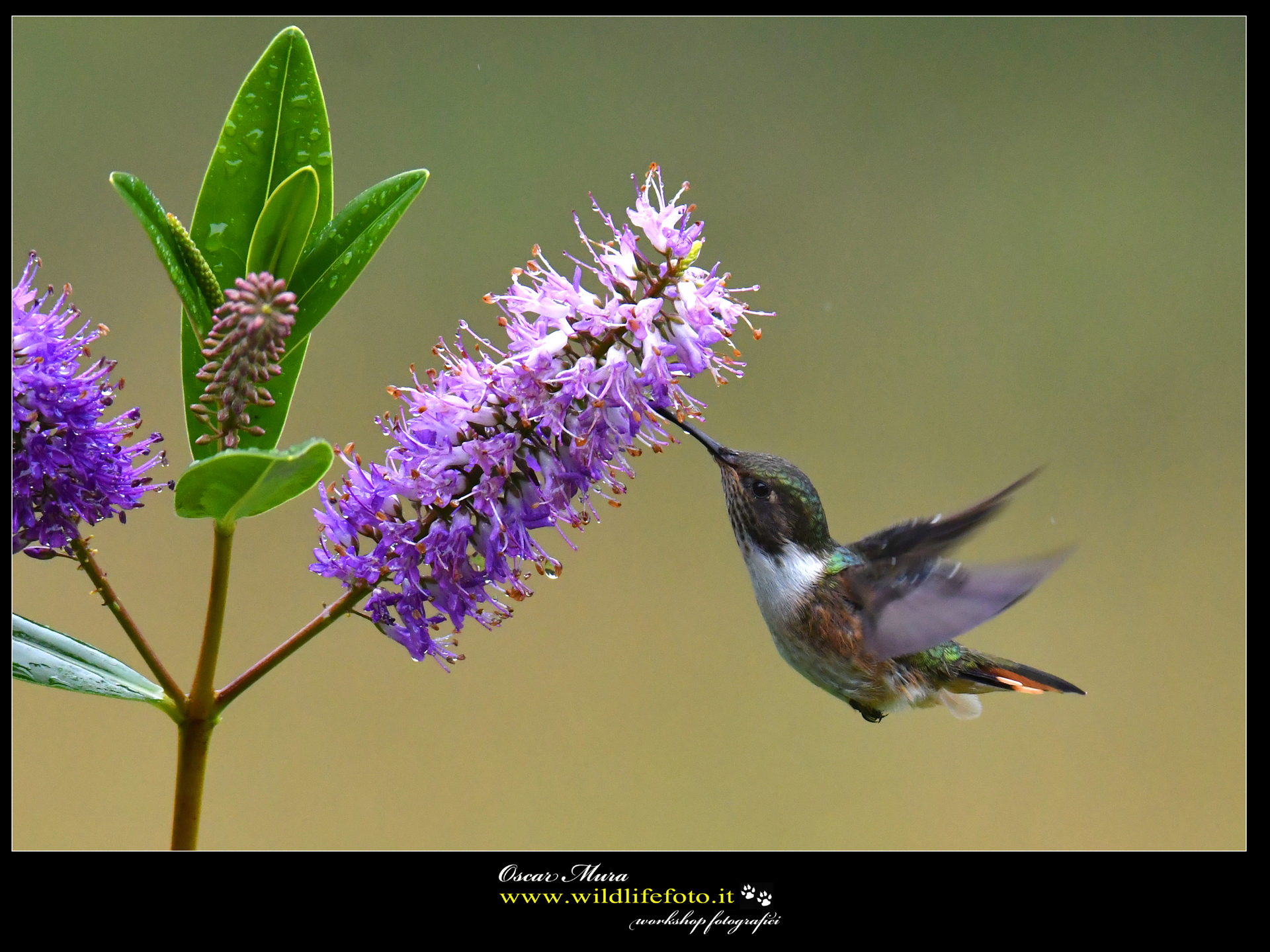 Volcano Hummingbird (femal) www.wildlifefoto.it