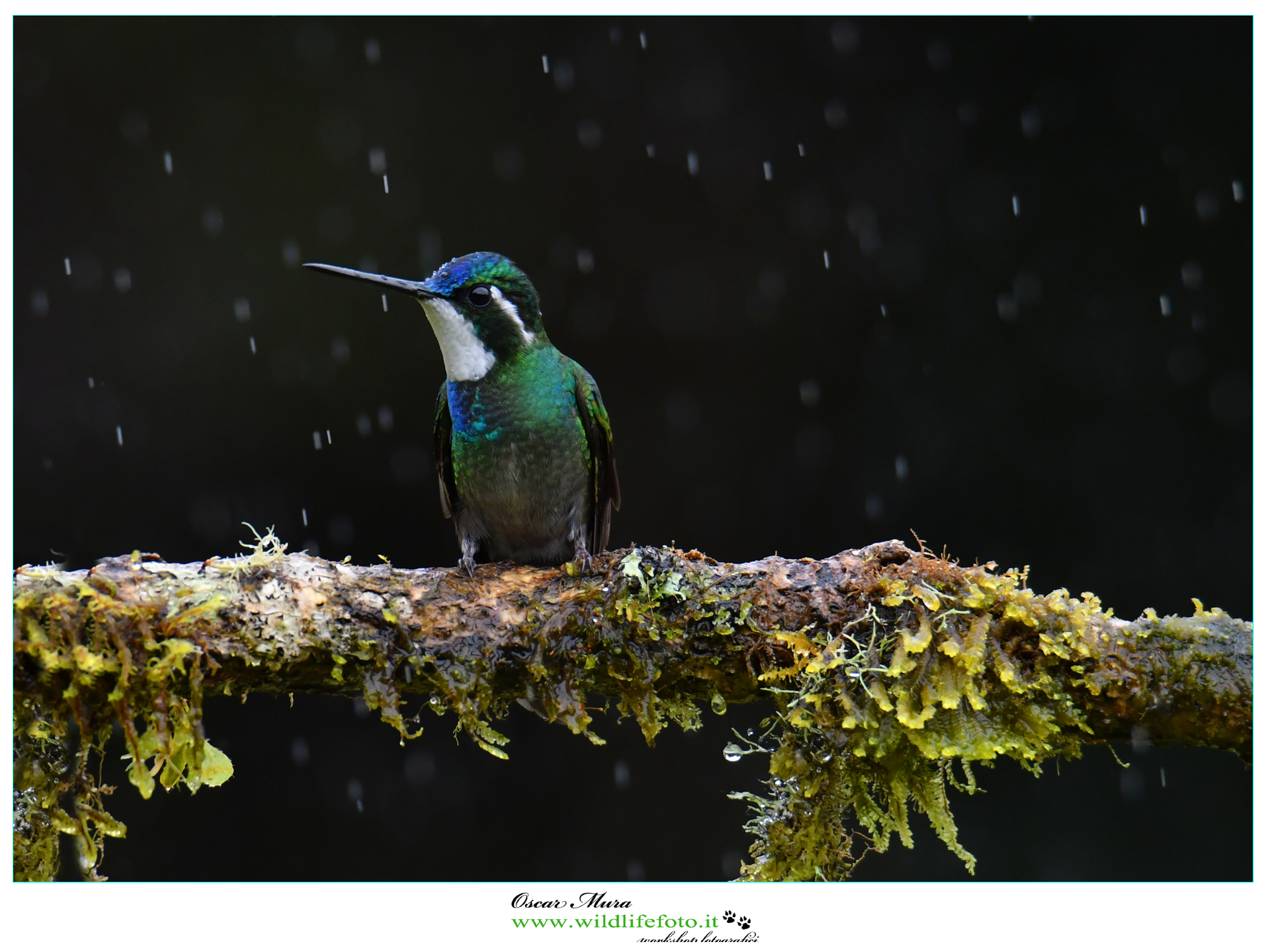 White billied Mountain-gem www.wildlifefoto.it