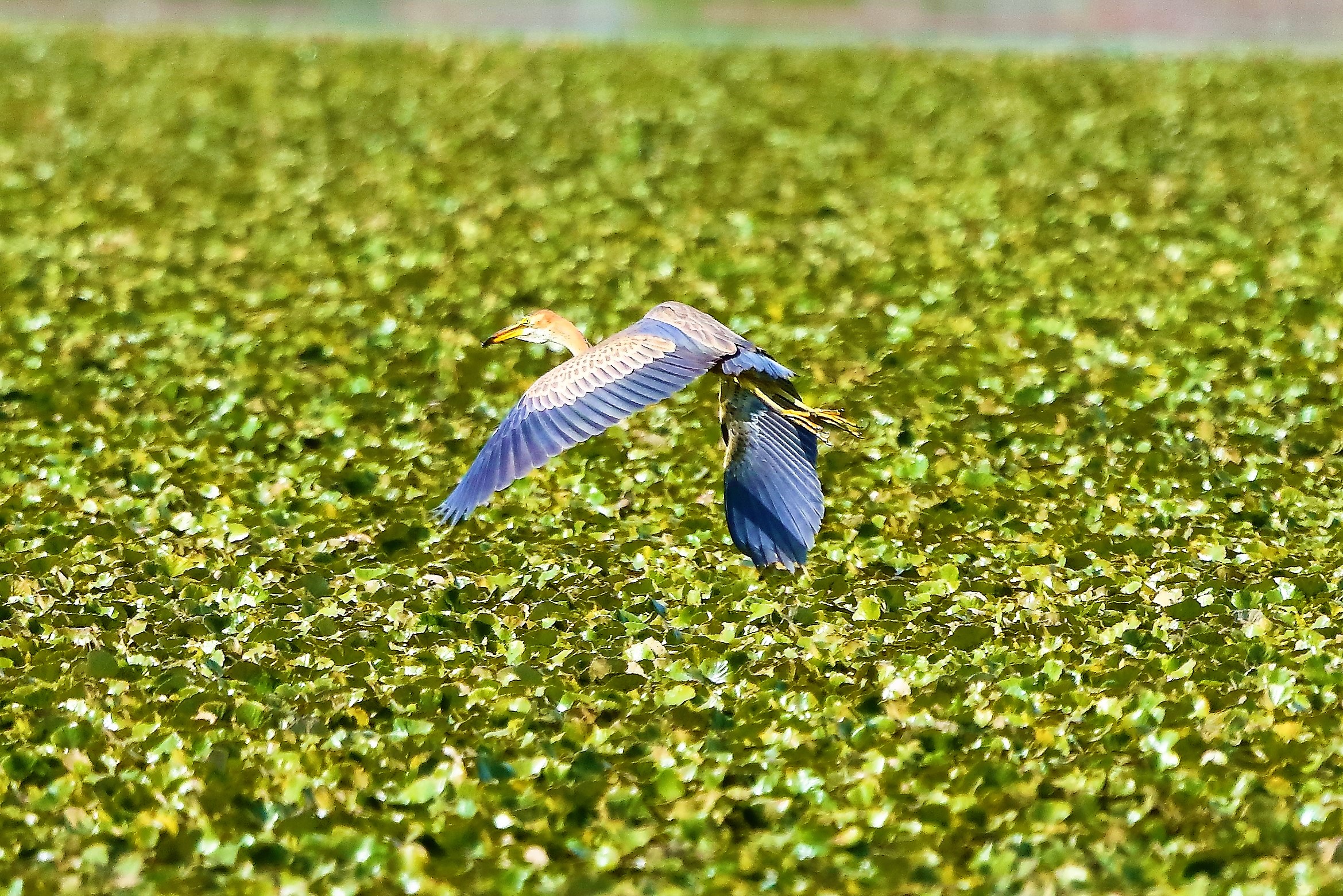 Airone rosso 27-08-2022