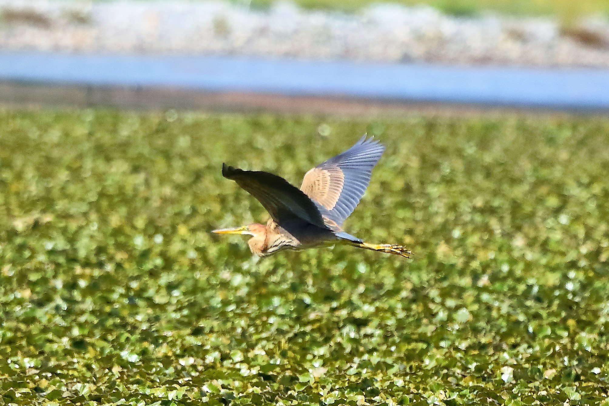 Airone rosso 27-08-2022