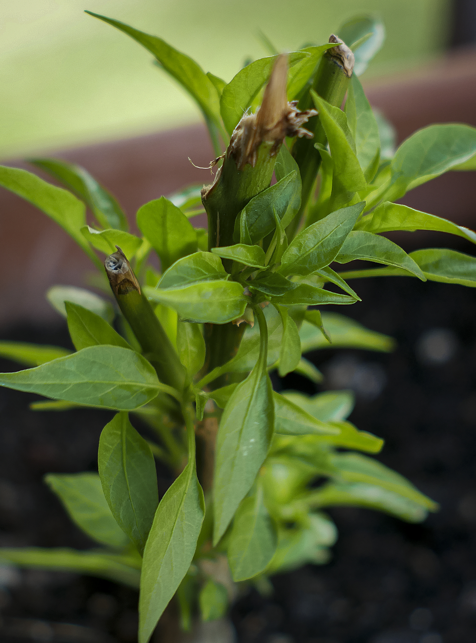 Late chili pepper