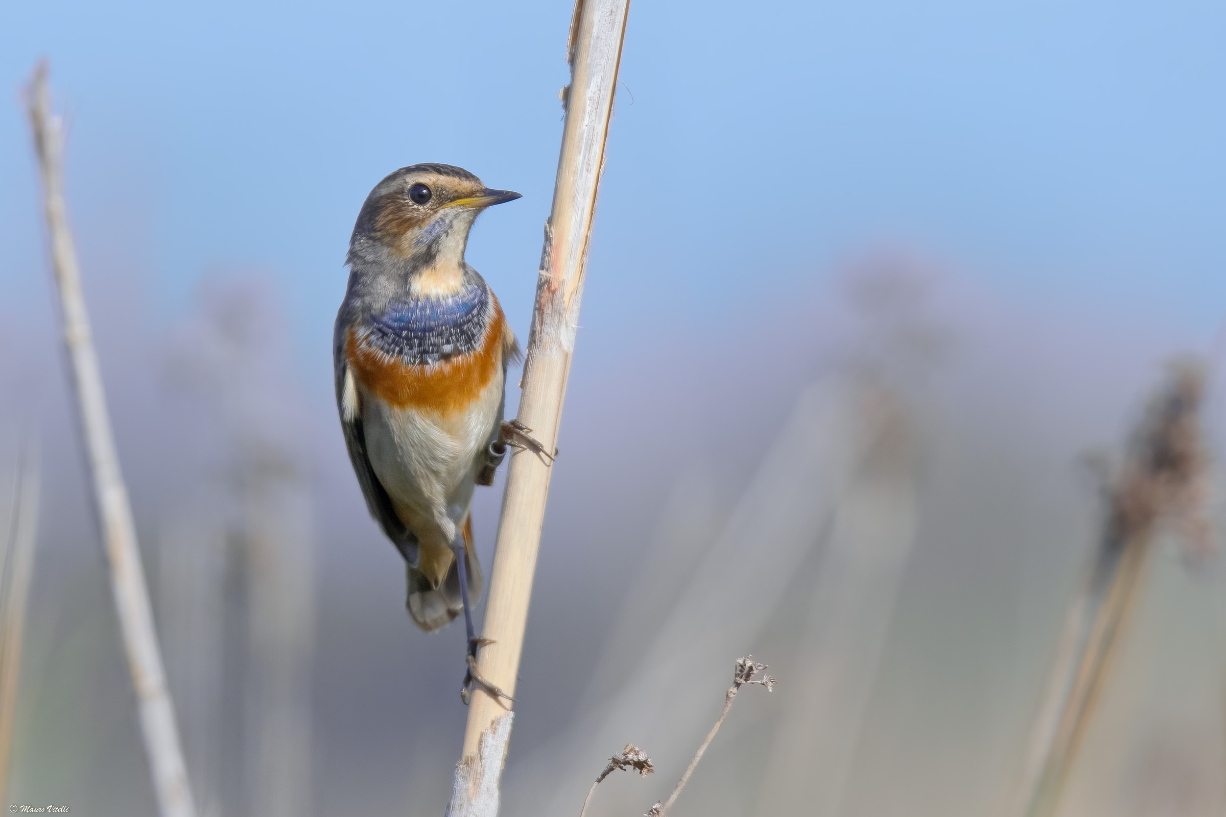 Blue-breasted (Luscinia svecica)