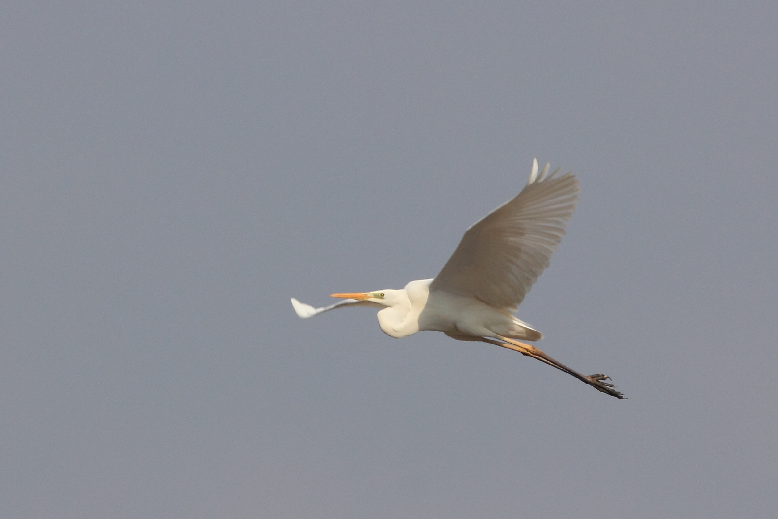 Great Egret