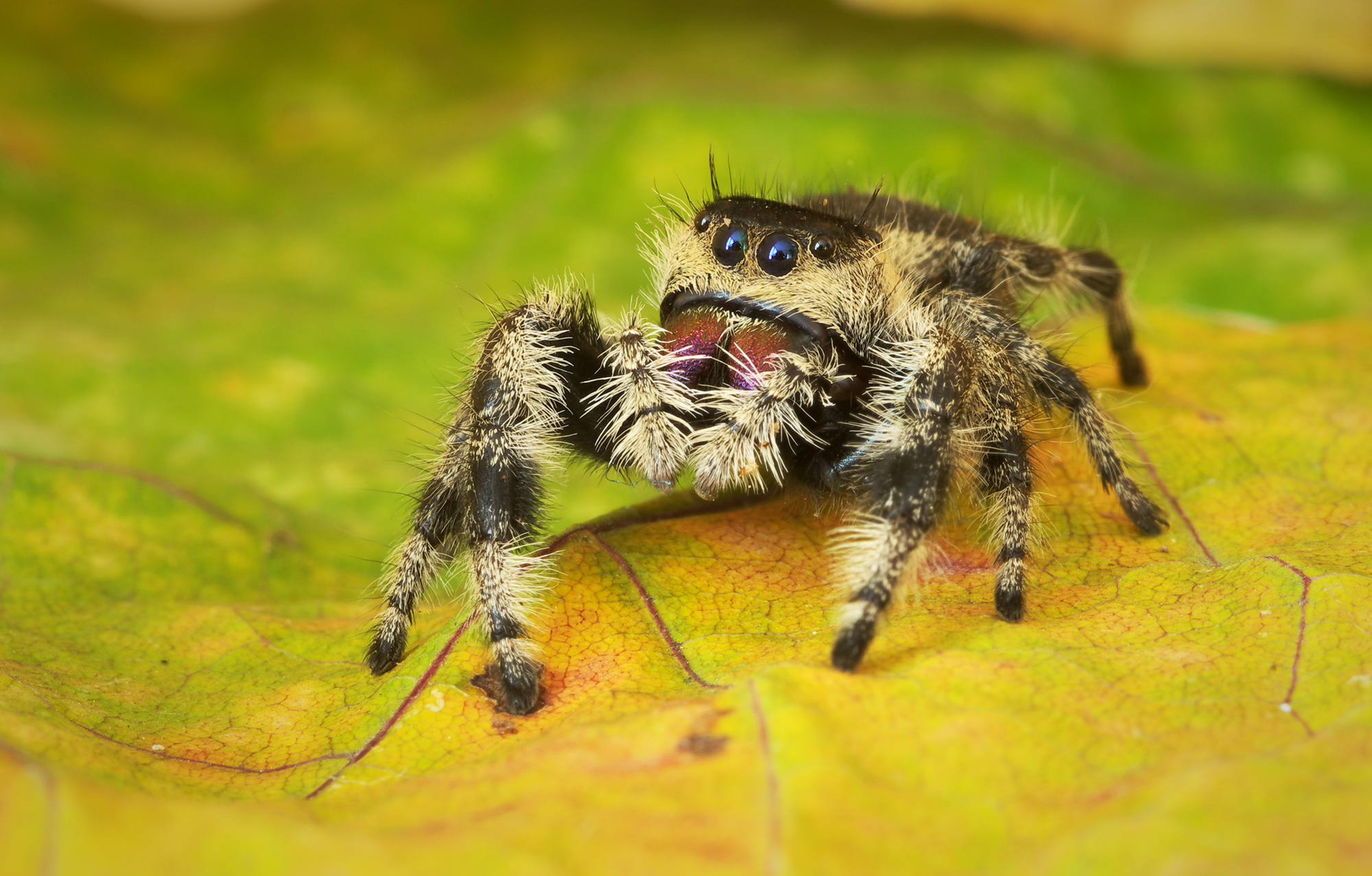 Phidippus regius Apalachicola