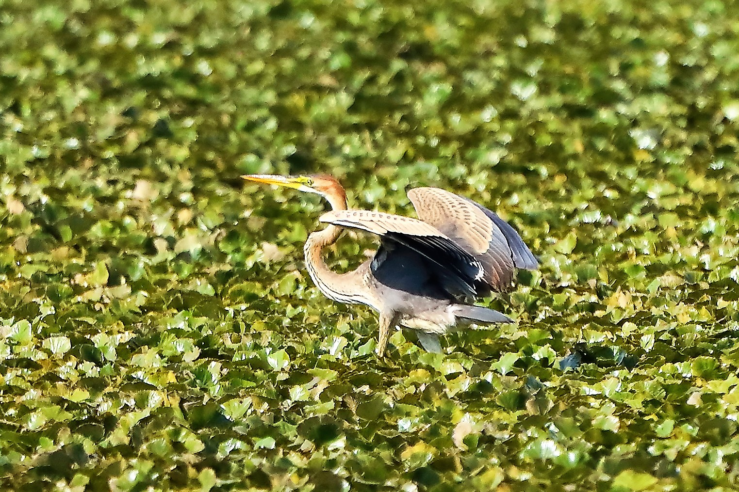 Airone rosso 27-08-2022