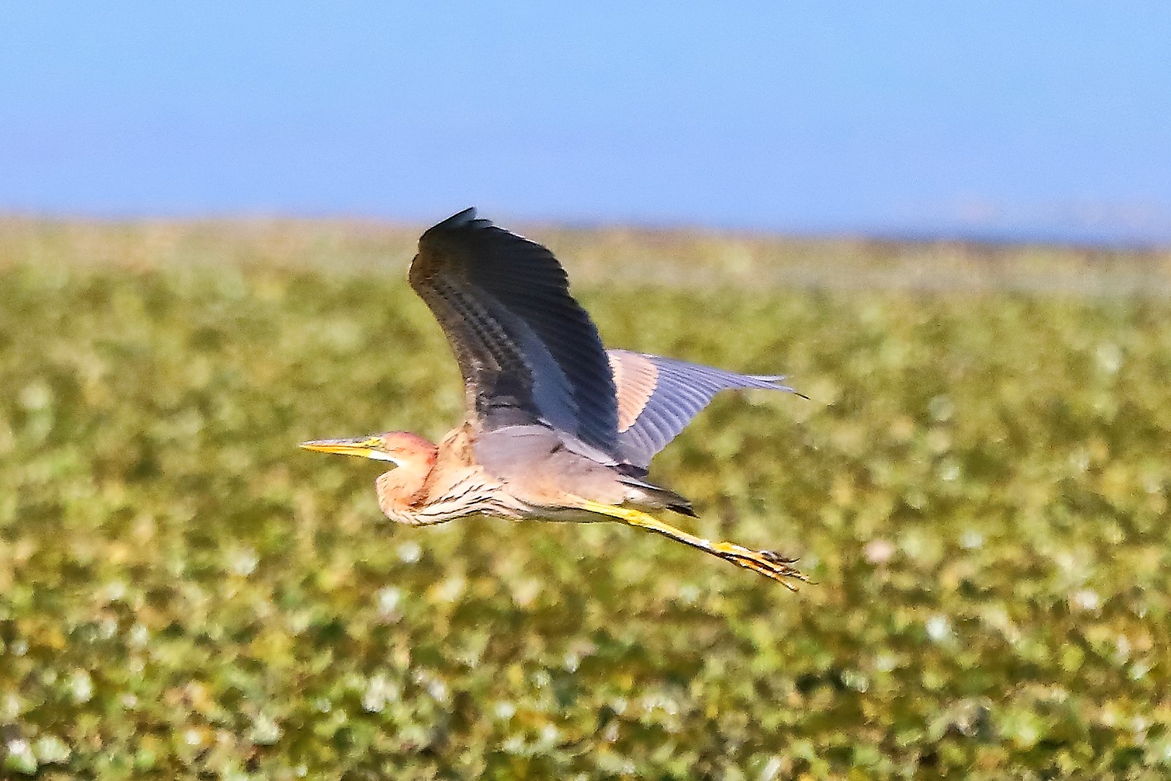 Airone rosso 27-08-2022