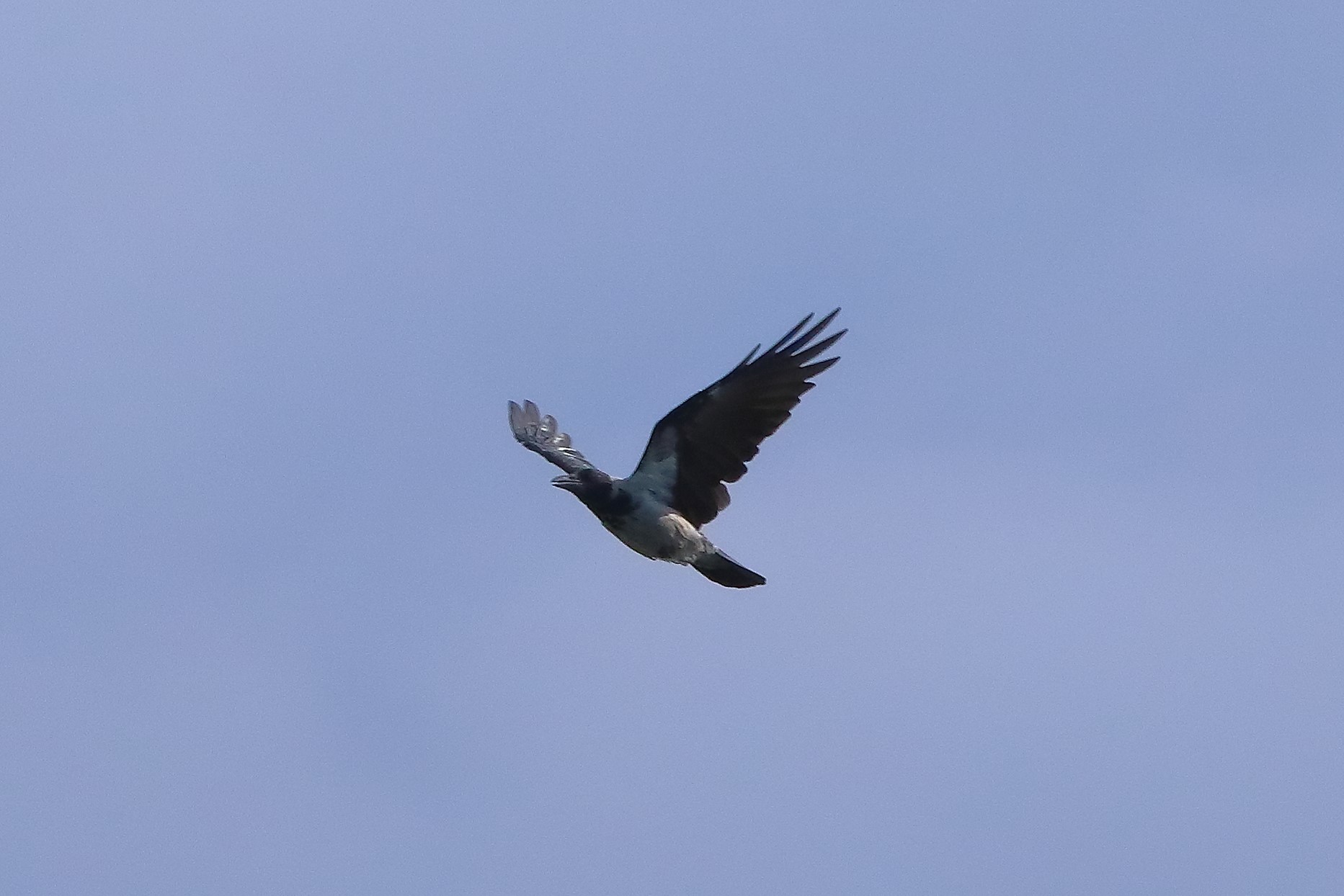 cornacchia 02-09-2022