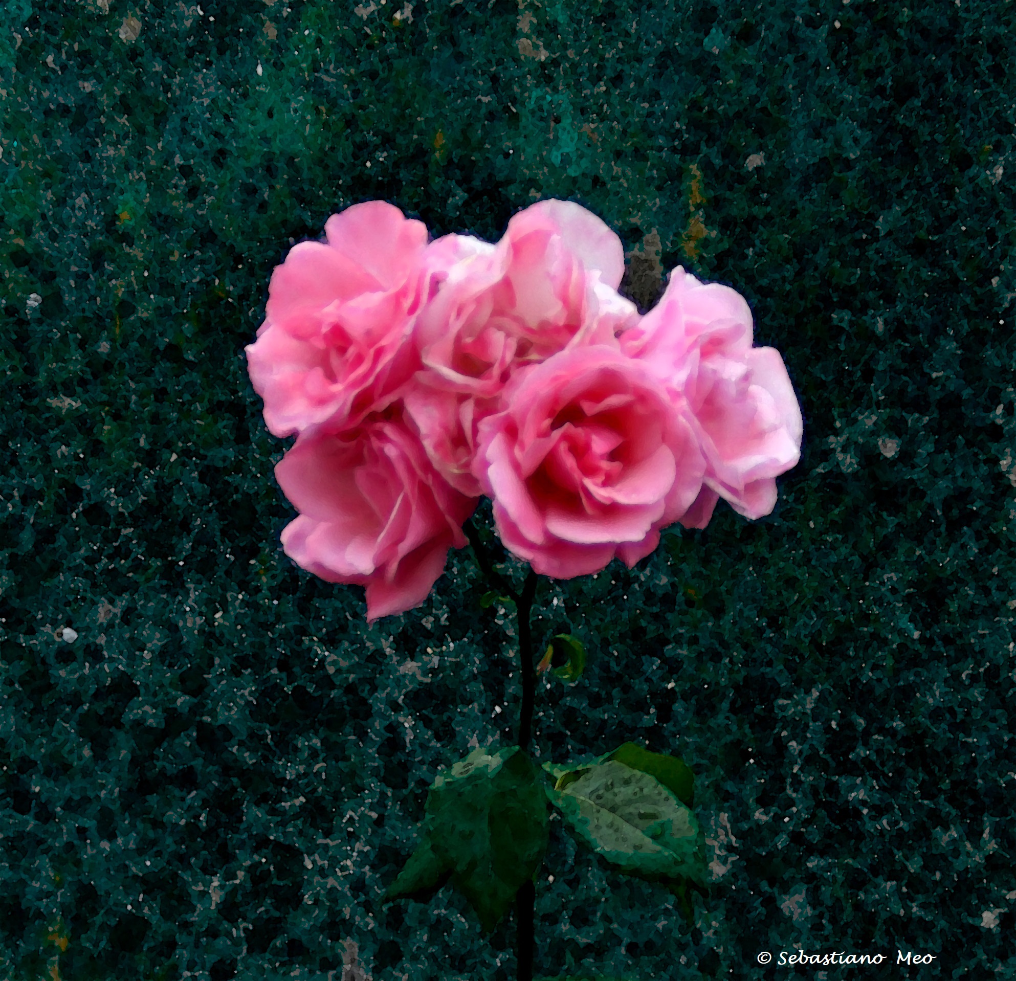 Rose Rose Rose