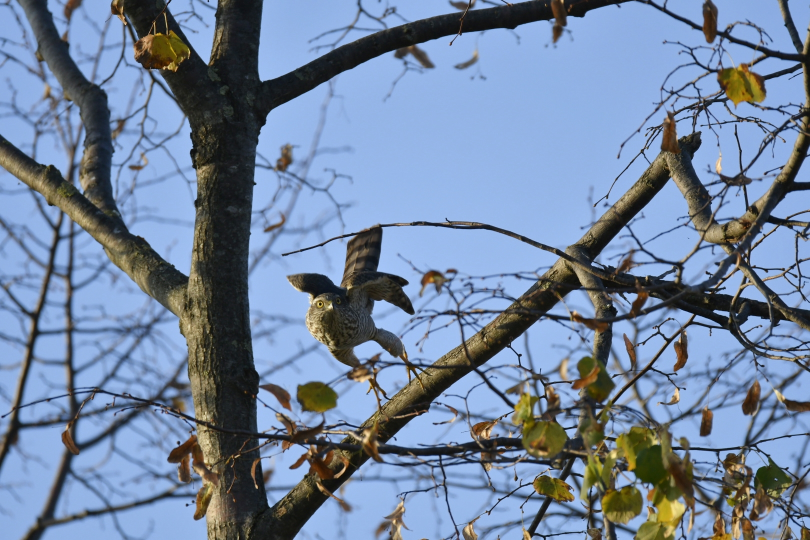 Eurasian Sparrowhawk