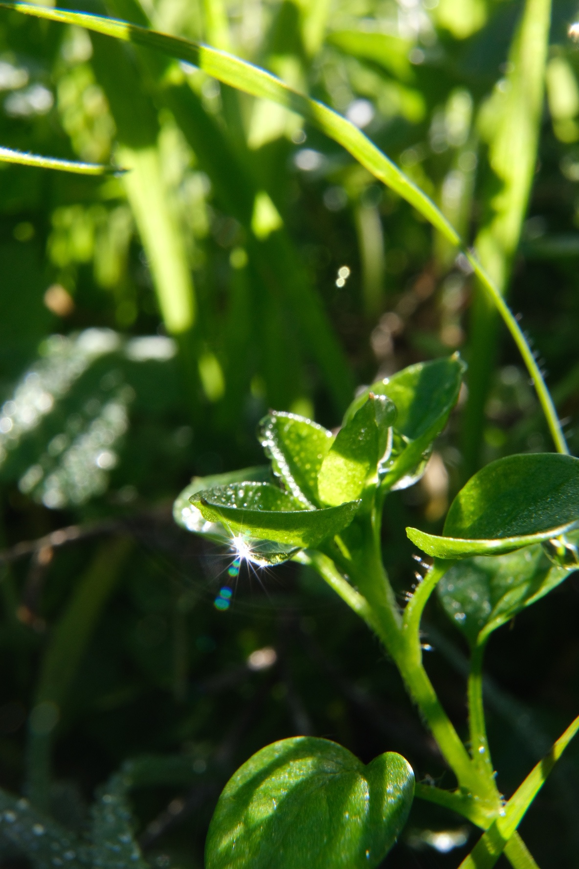 Macro star