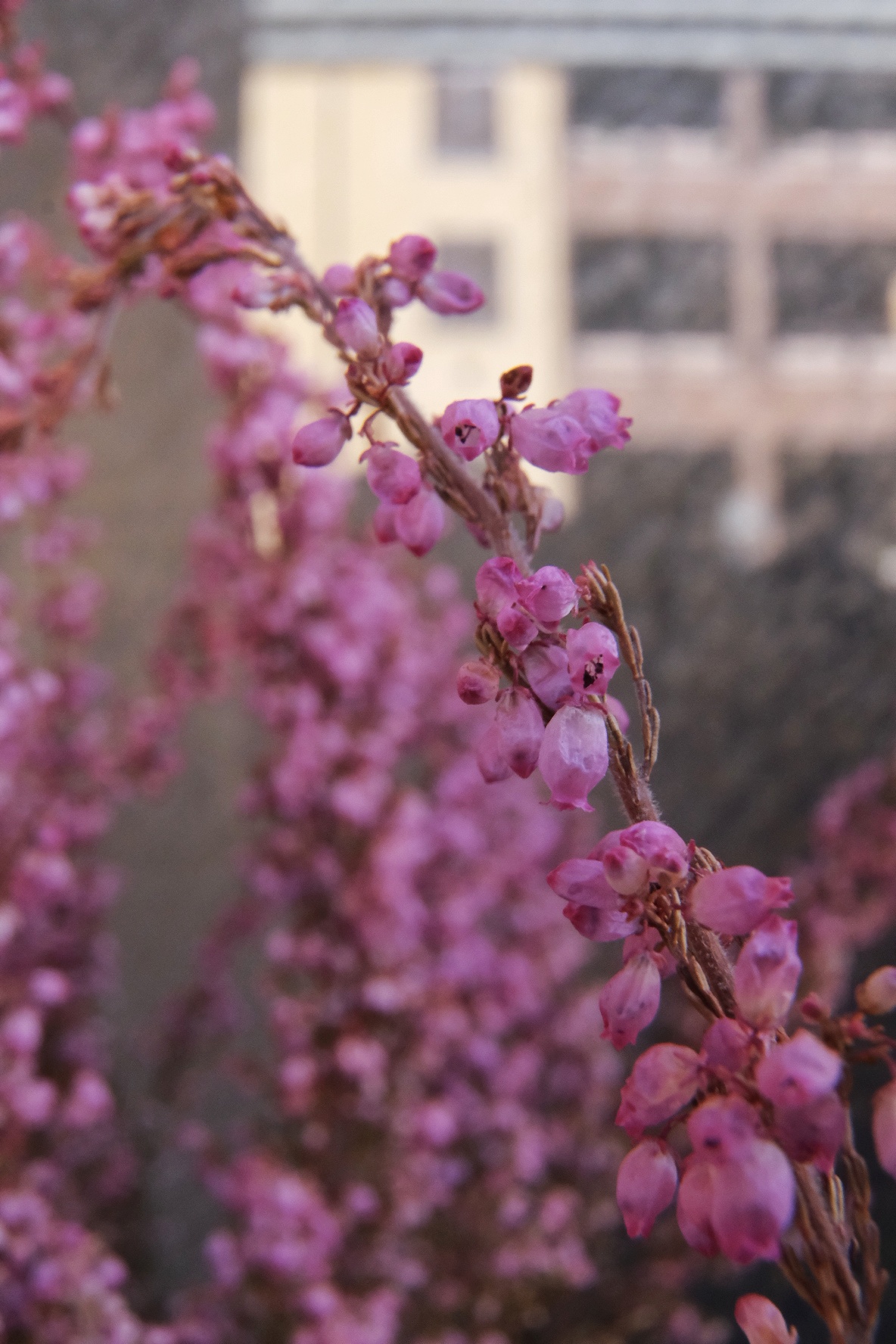 Pink power