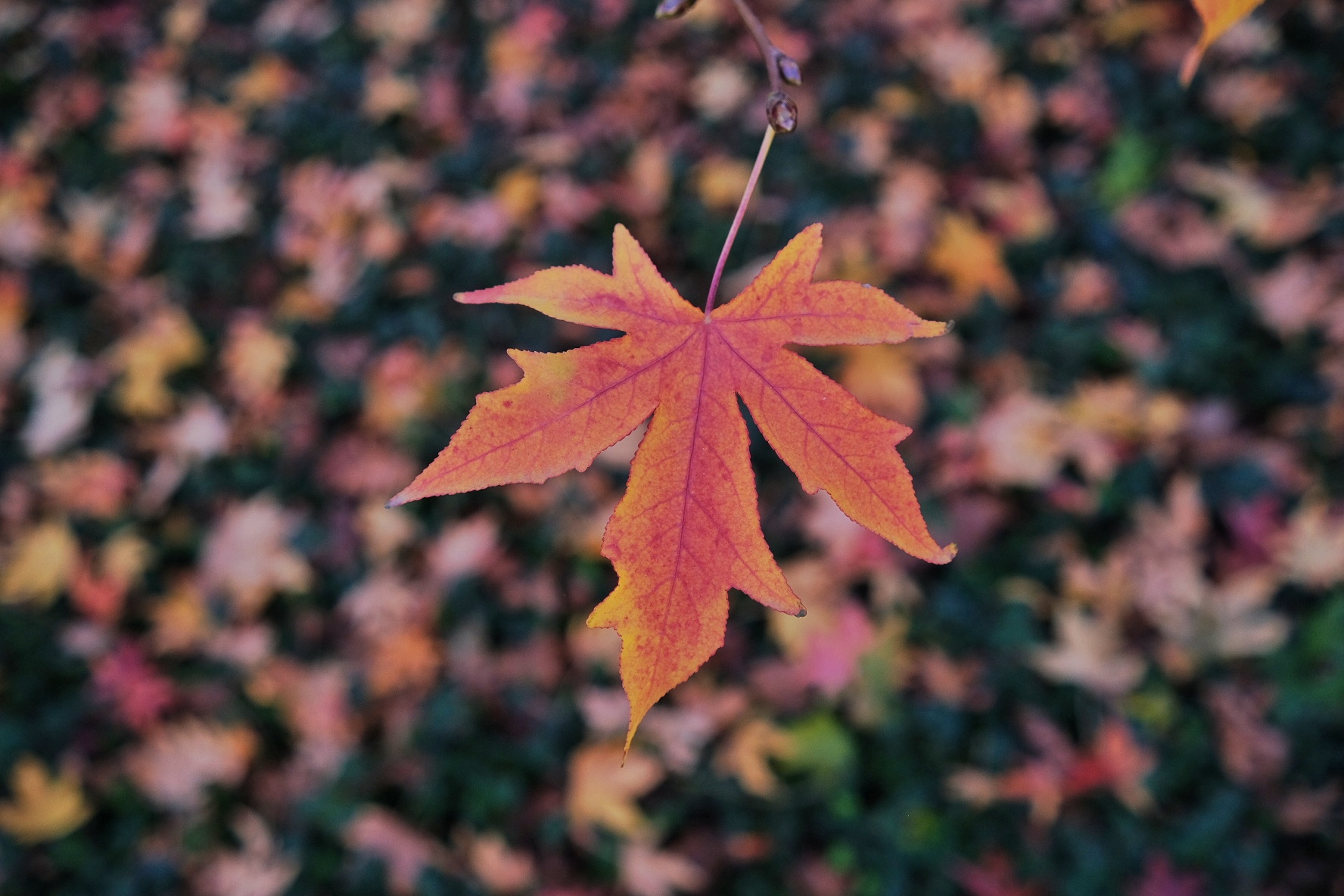 Autumn vibes