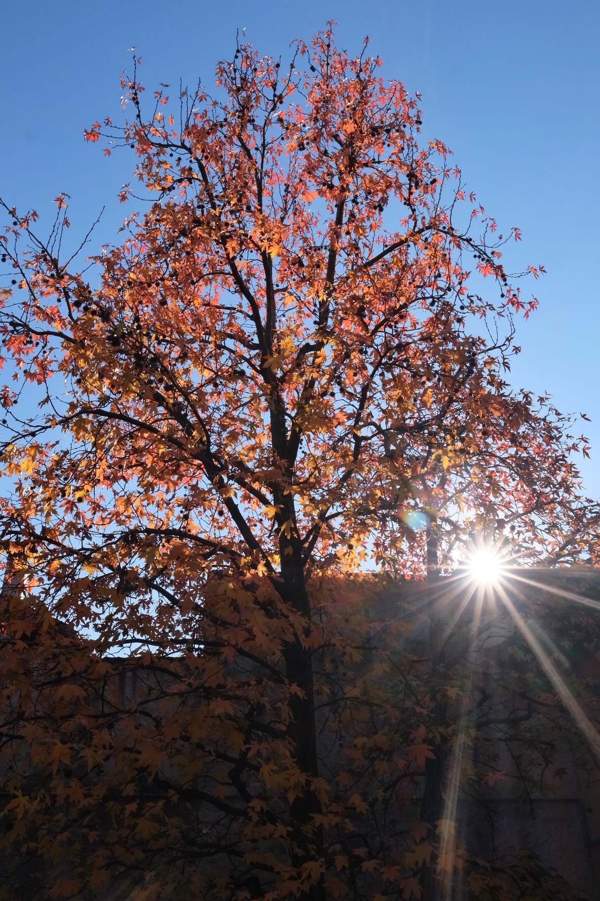 Autumn vibes