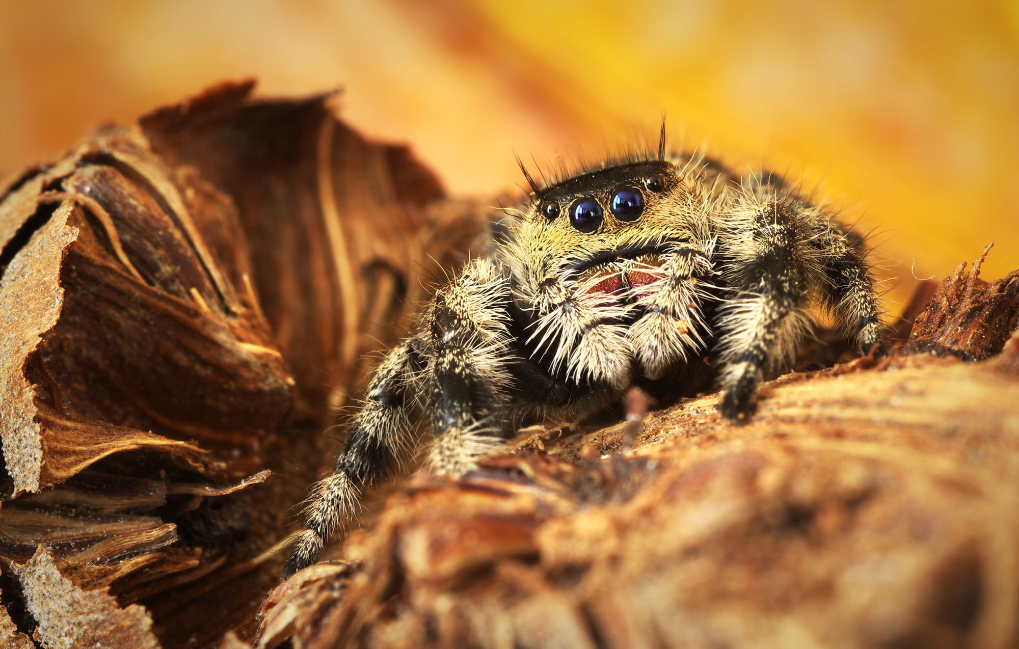 Phidippus regius Apalachicola