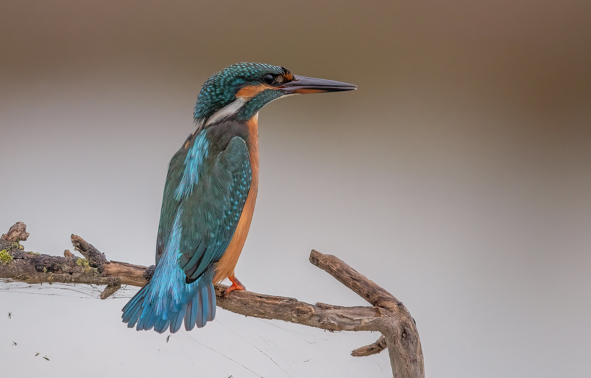 Kingfisher