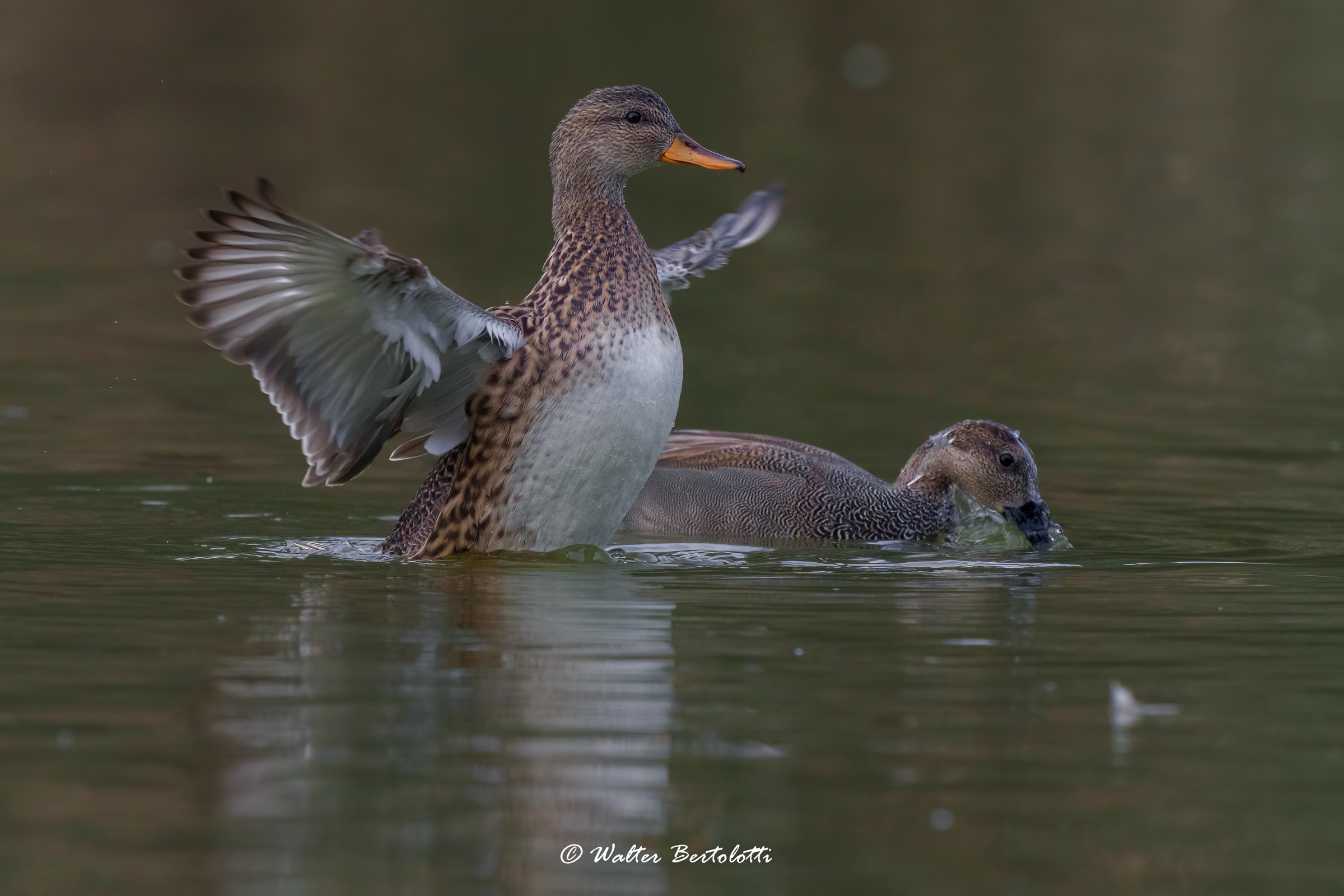 gadwall