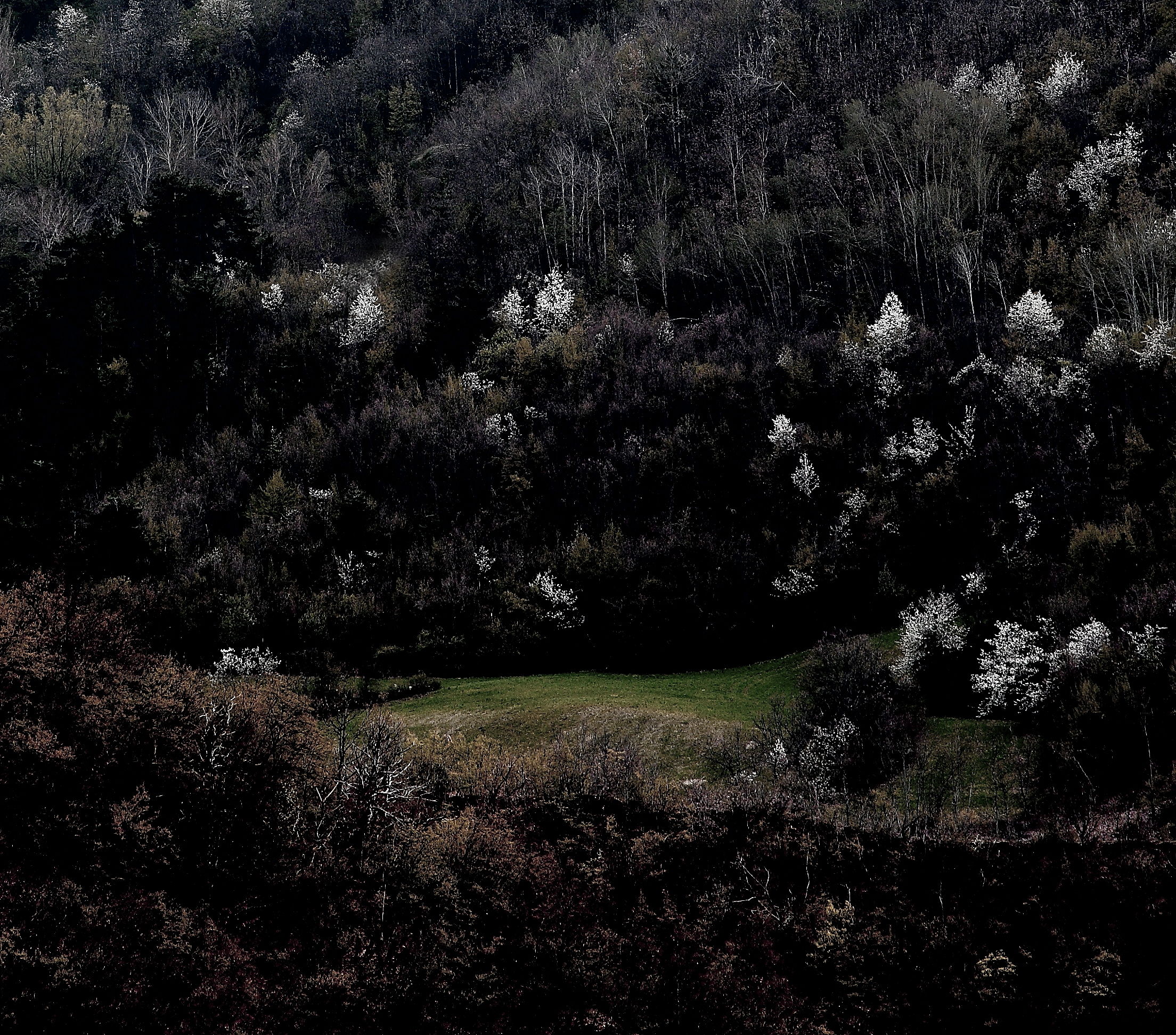 Il bosco delle fiabe - Brugnello
