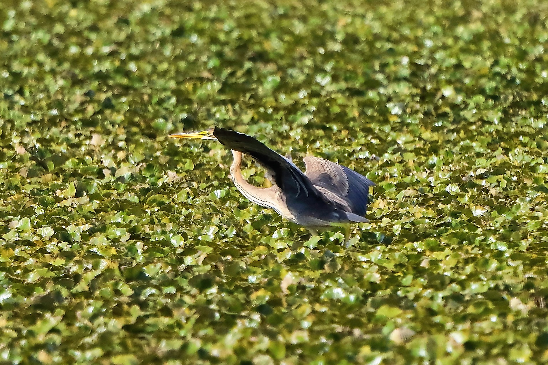 Airone rosso 27-08-2022