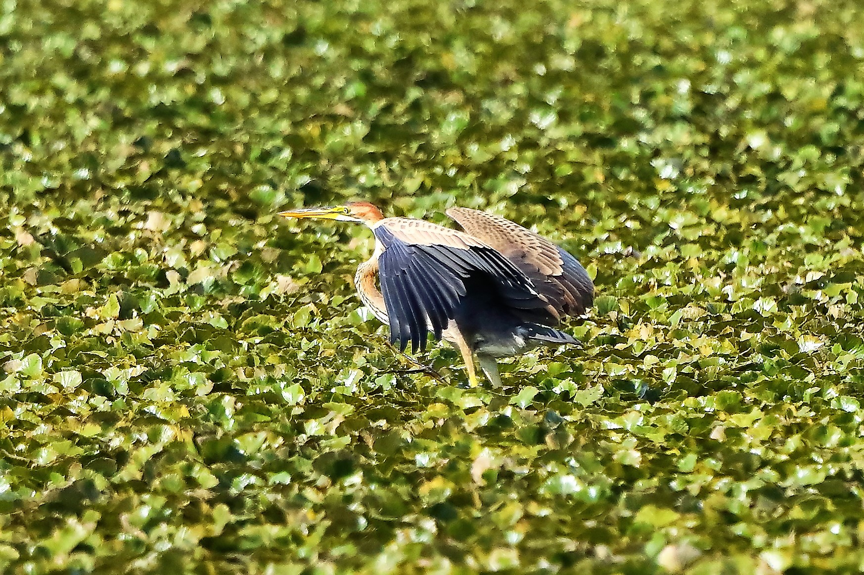 Airone rosso 27-08-2022