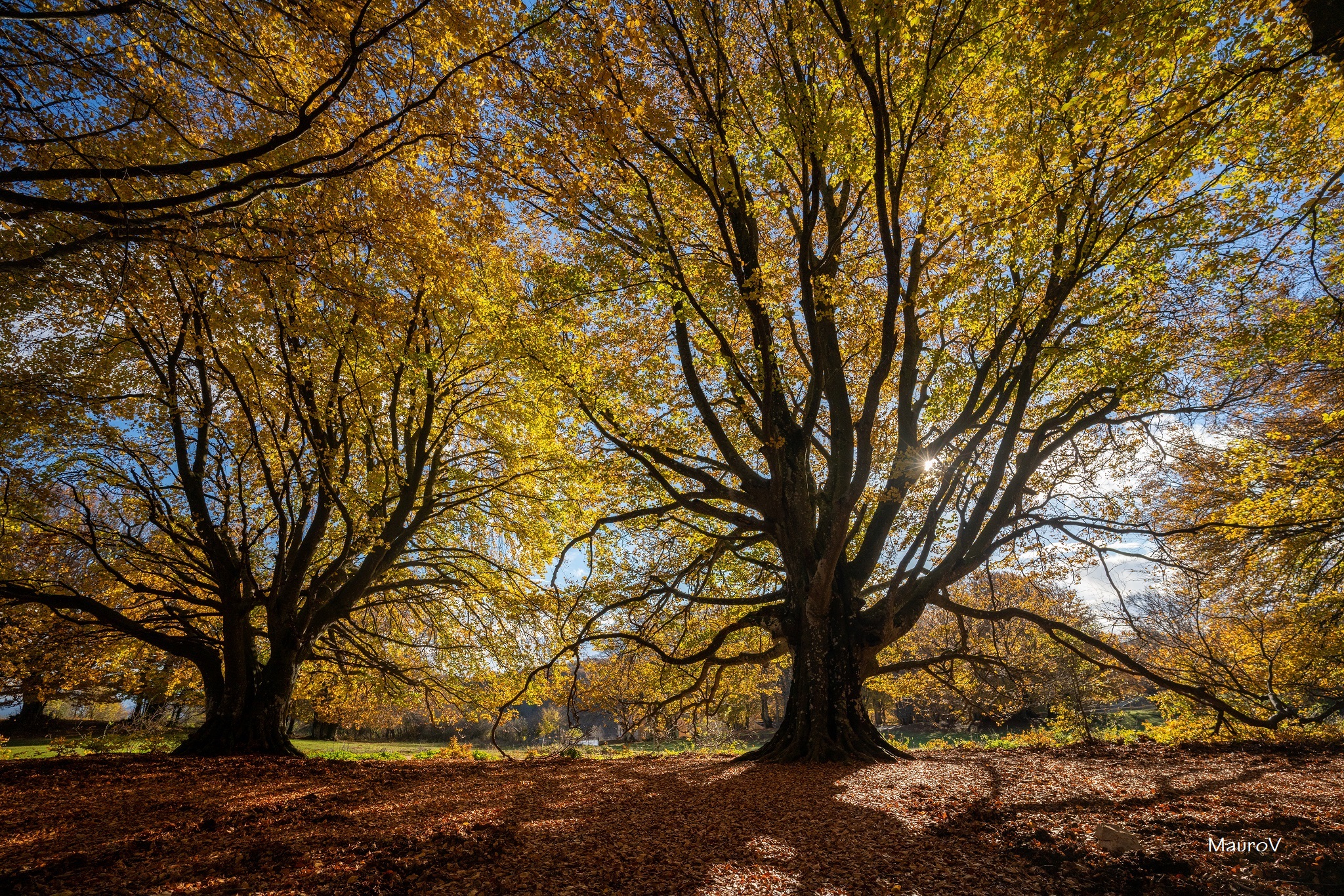 Gold shines in beech forest.