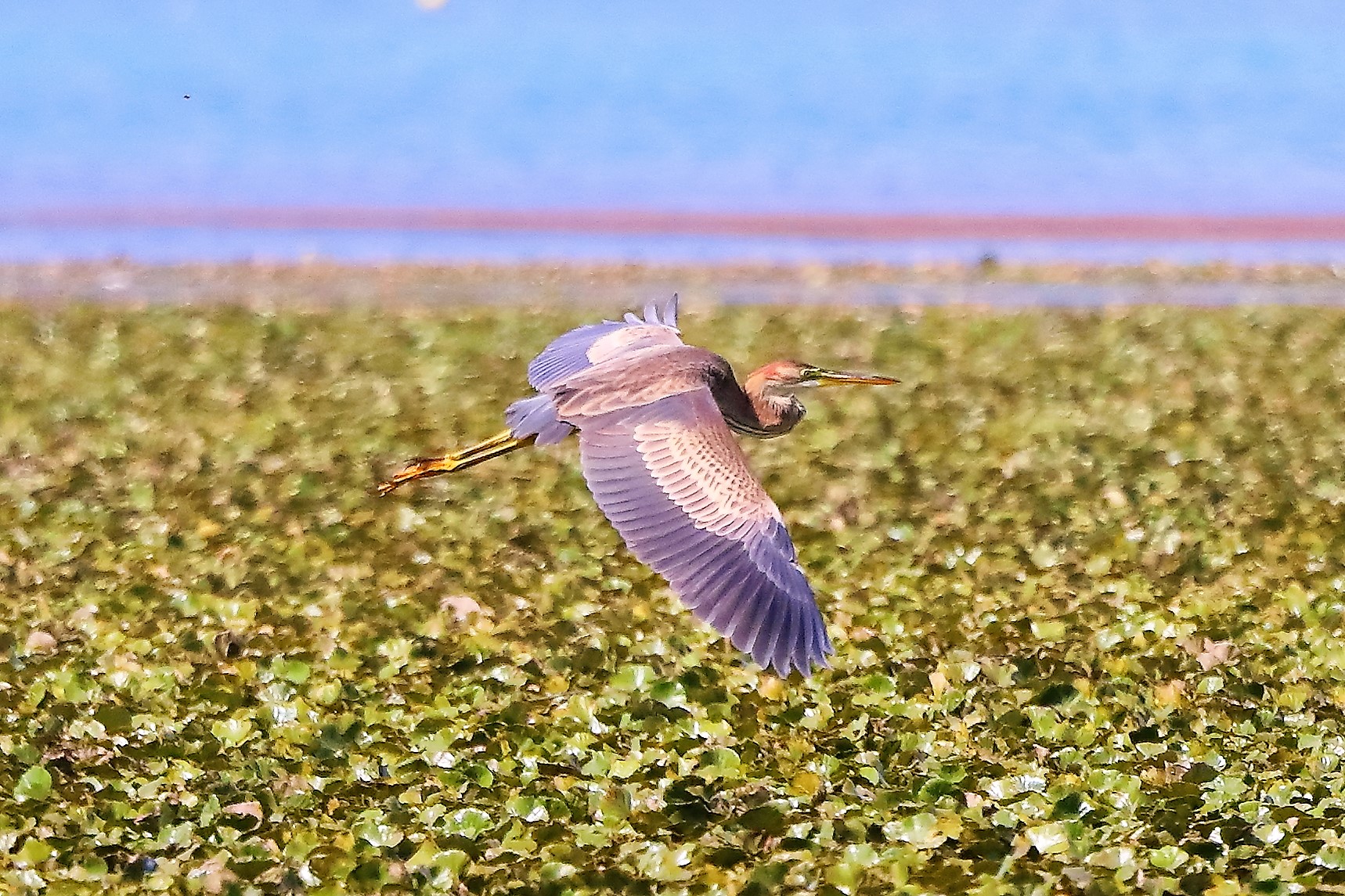 airone rosso 27-08-2022