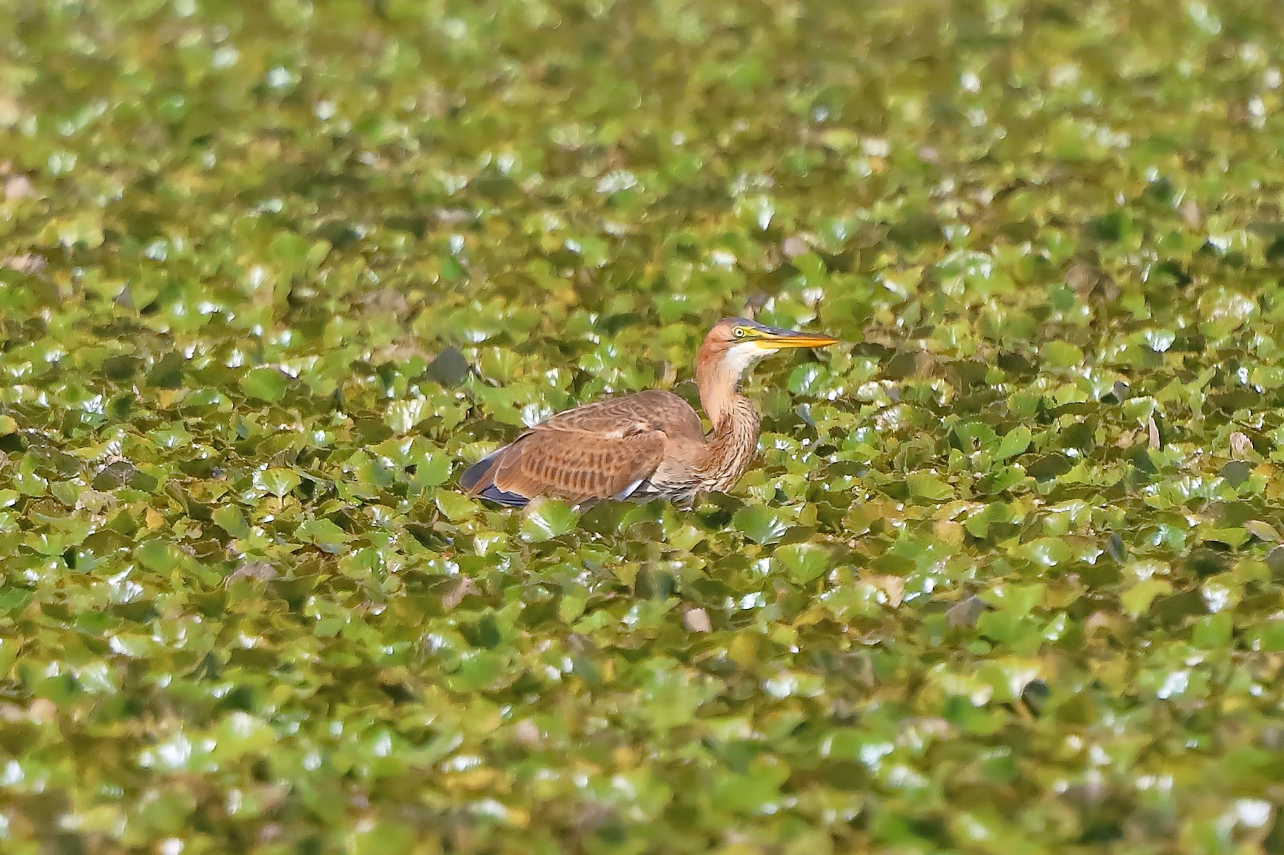 airone rosso 02-09-2022