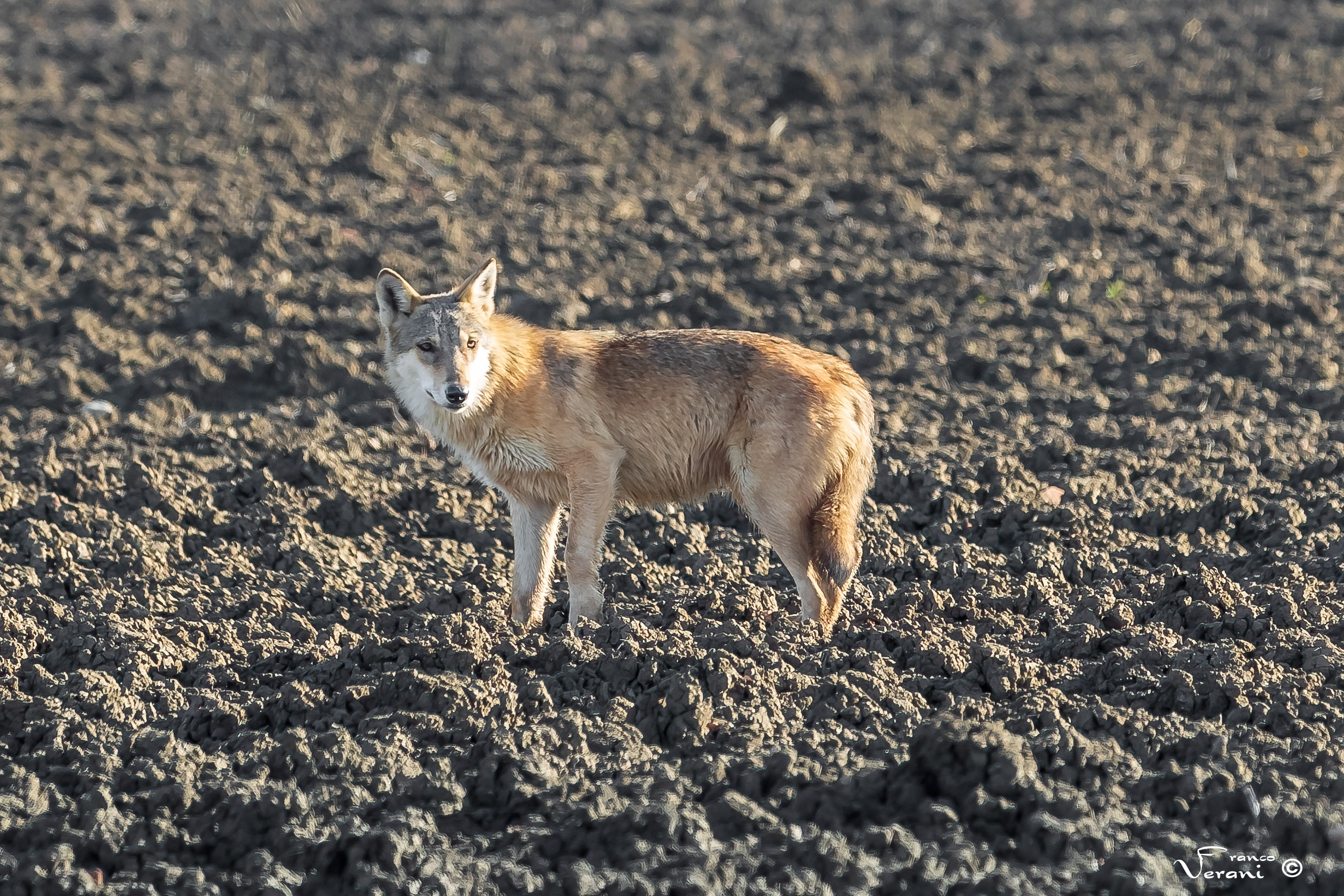 European Wolf