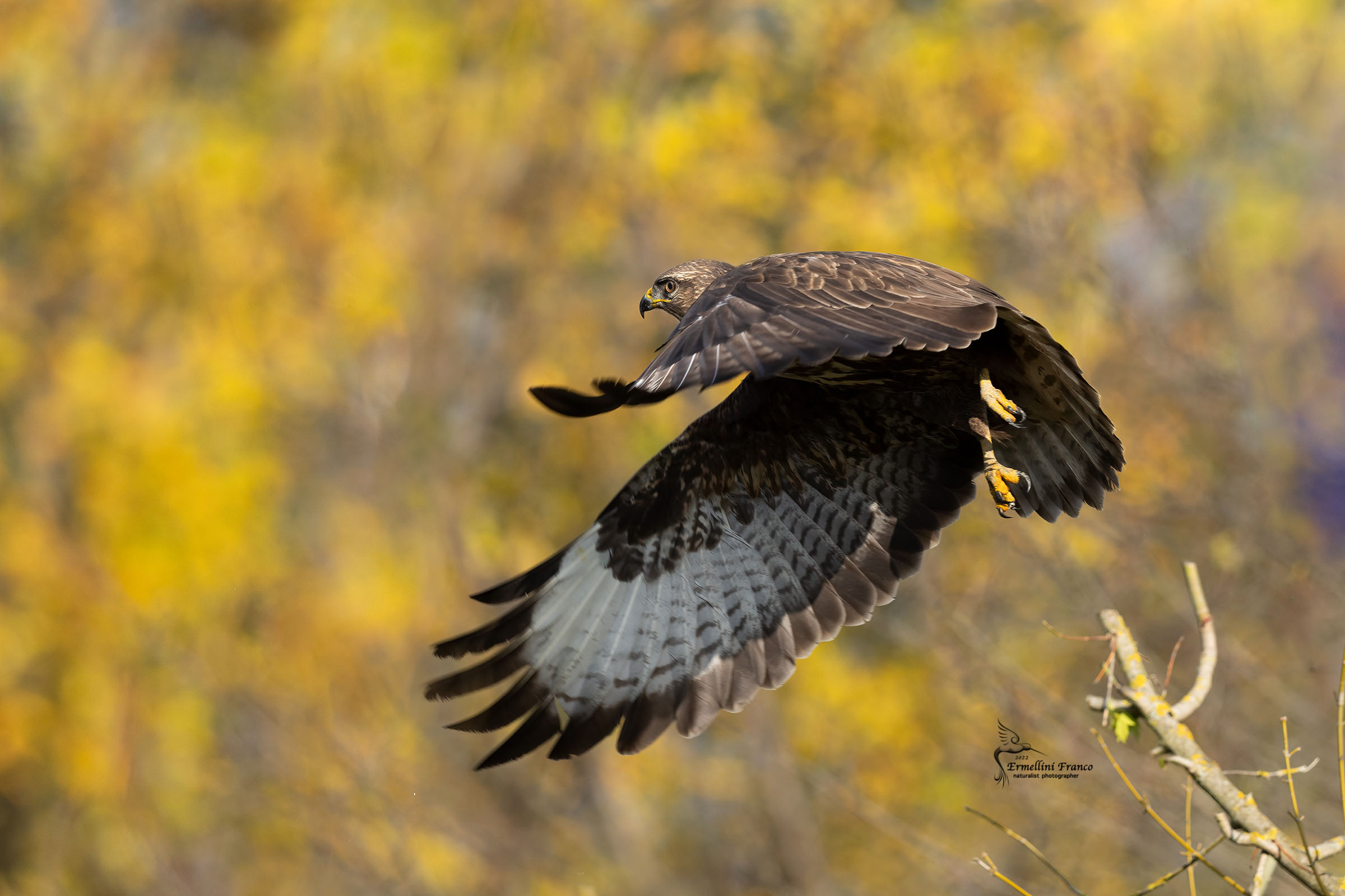 Buzzard