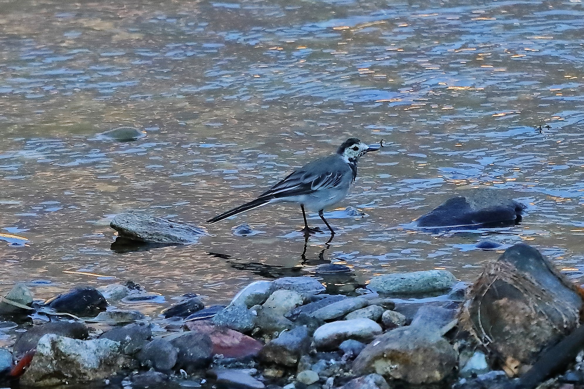 ballerina bianca 04-09-2022