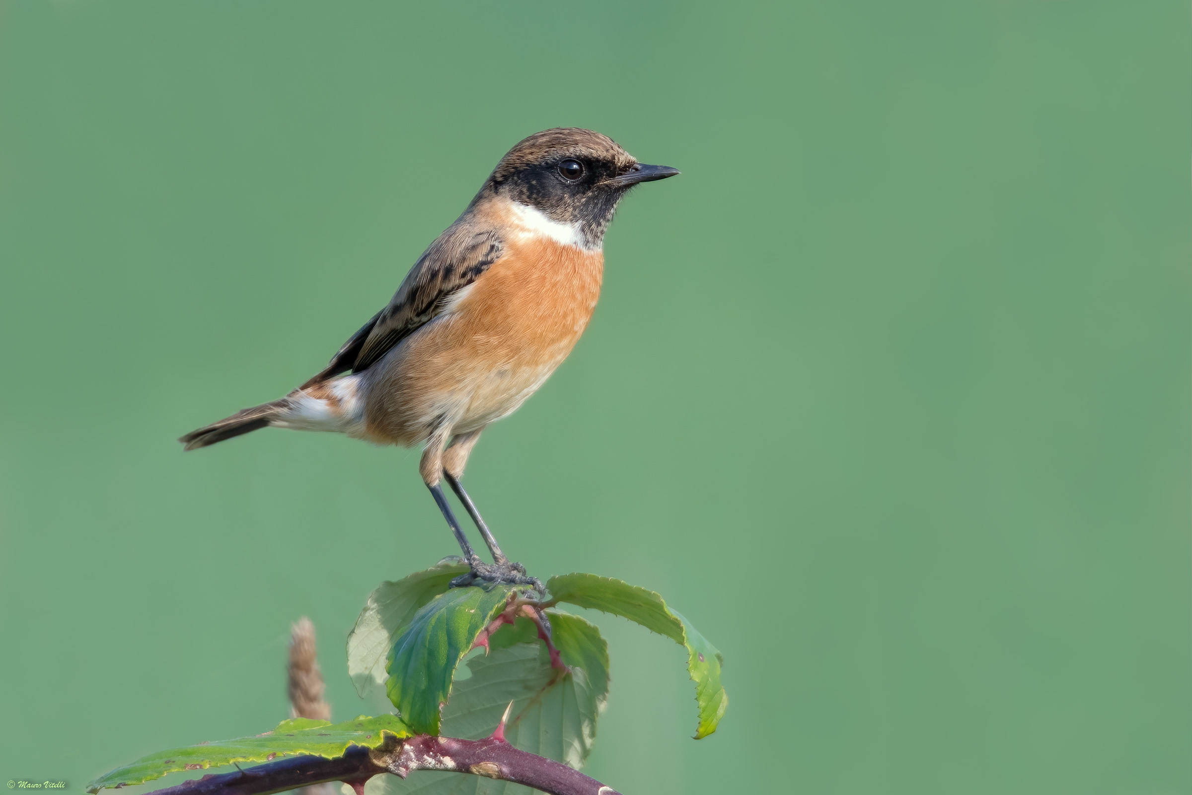 Saltimpalus (Saxicola torquatus)