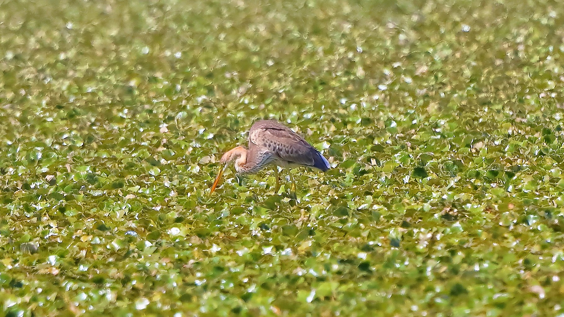 airone rosso 02-09-2022