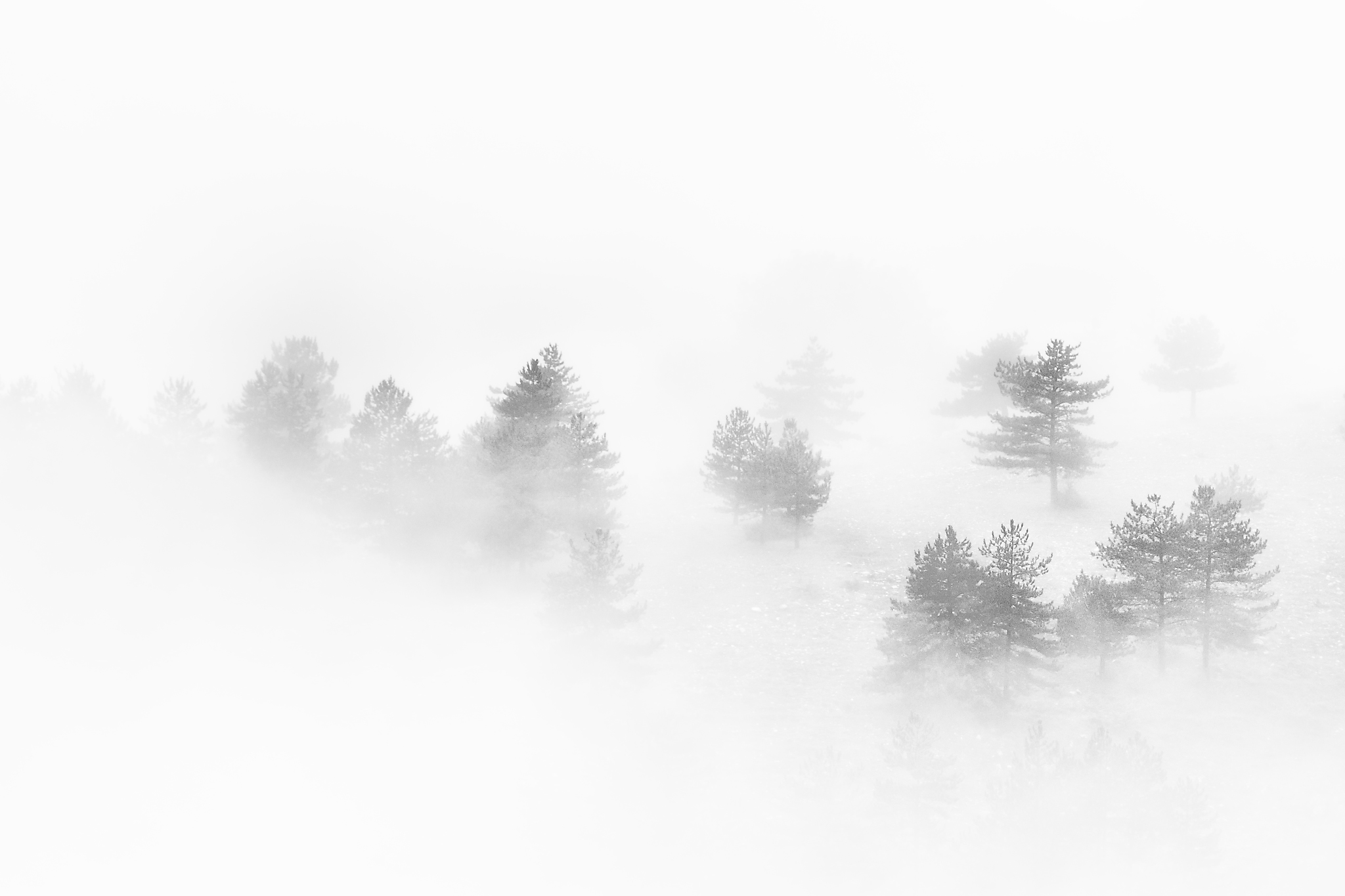 nella nebbia