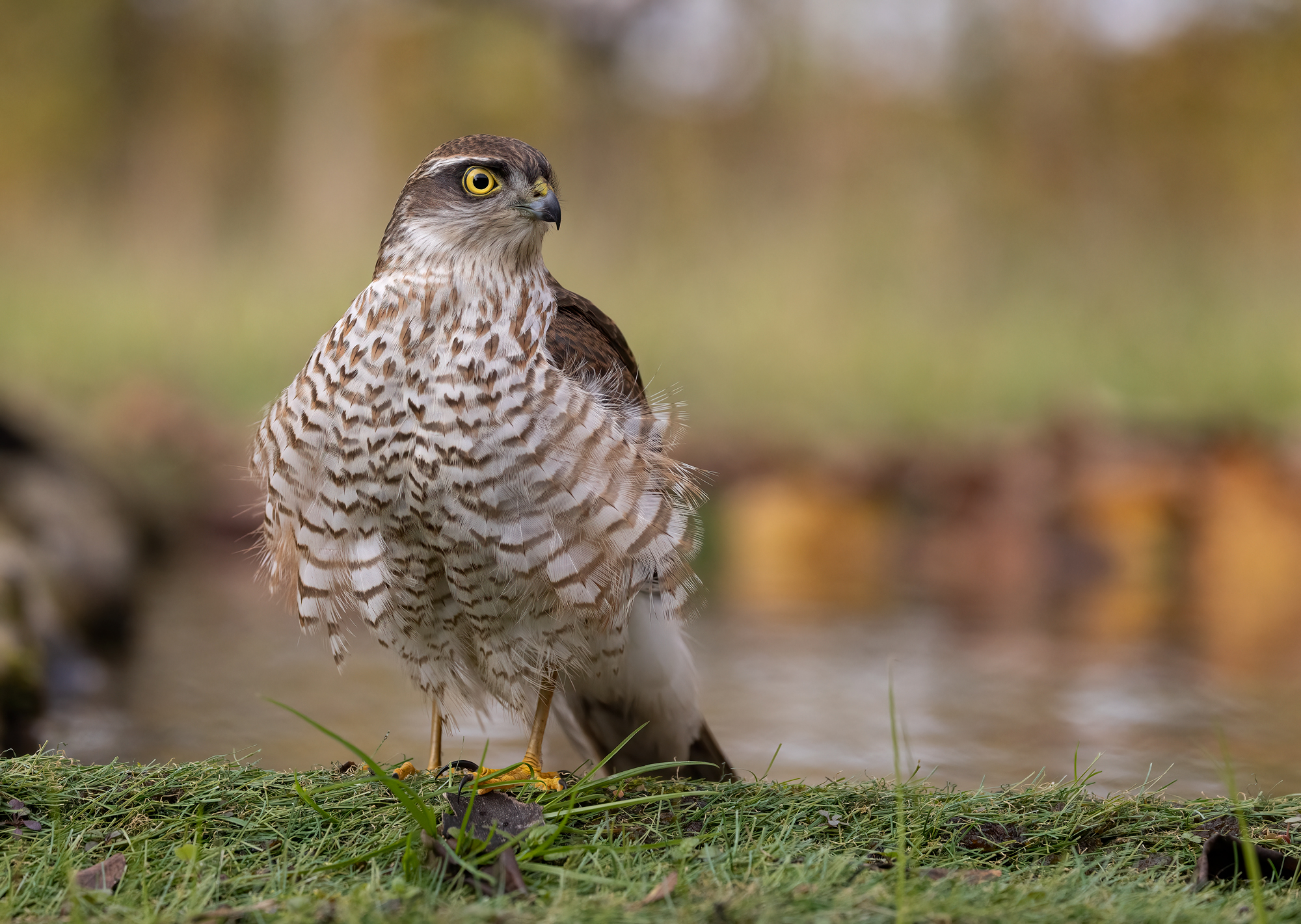 Young male sparrowhawk