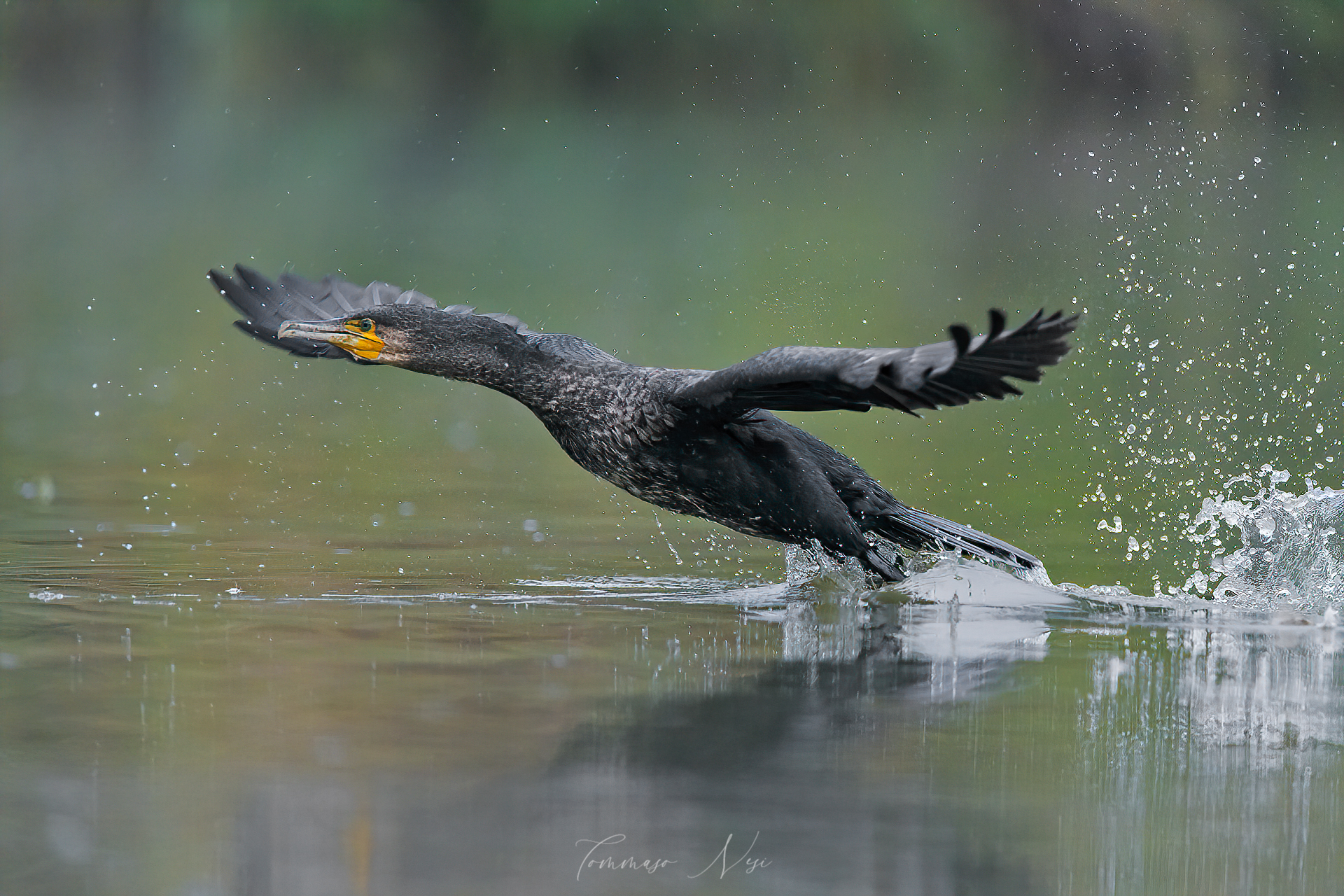 Cormorano