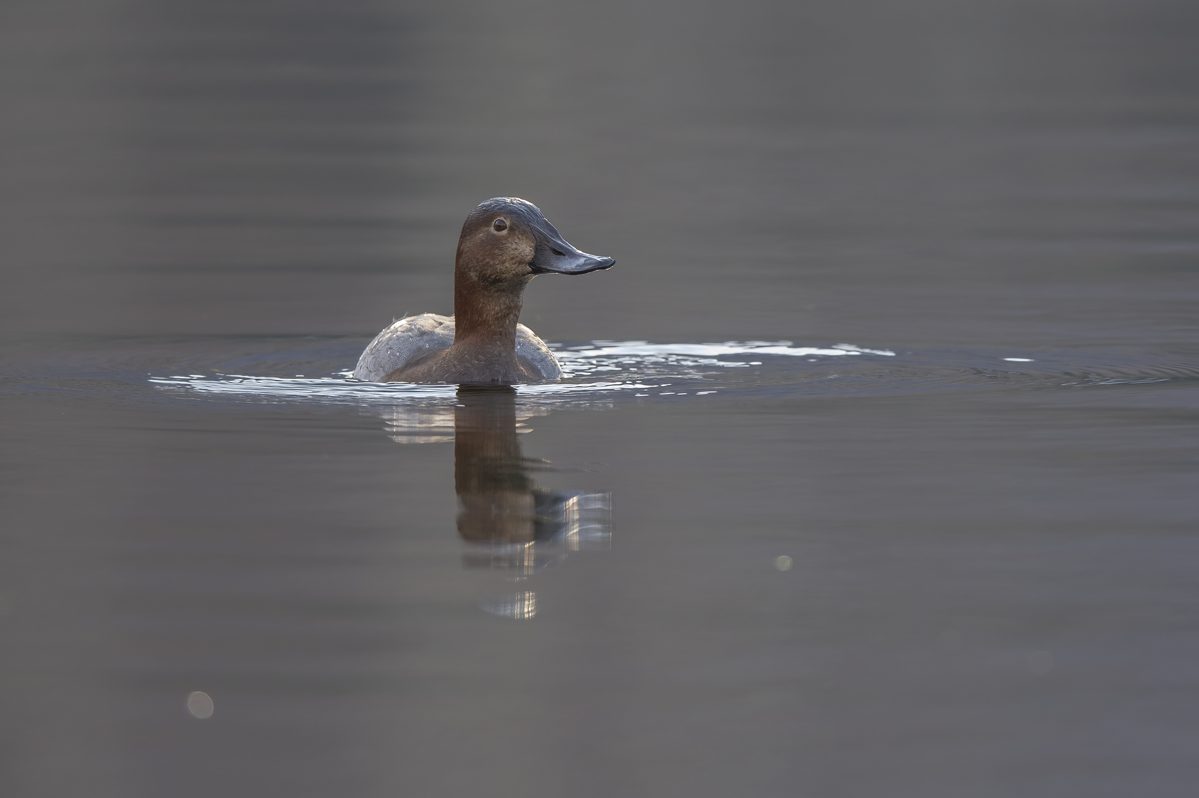 Pochard, (Aythya ferina)
