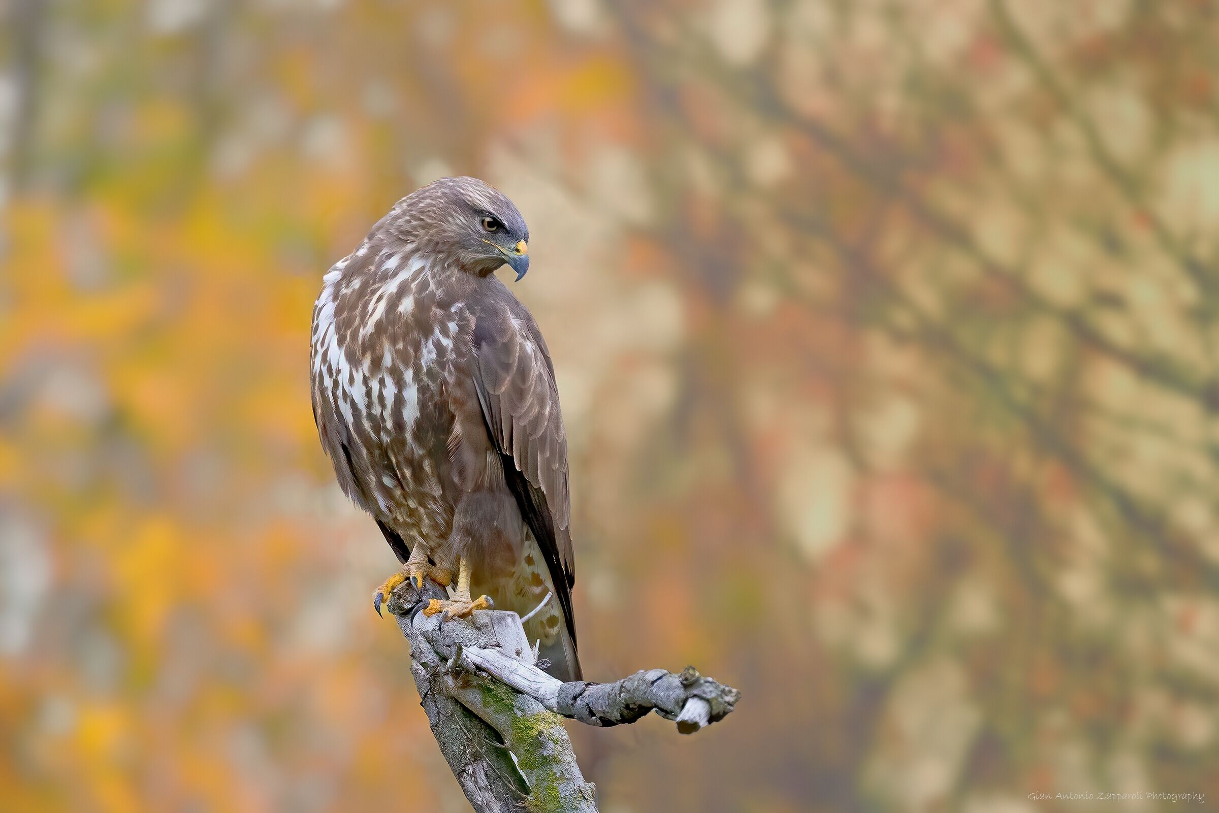 Poiana (Buteo buteo)