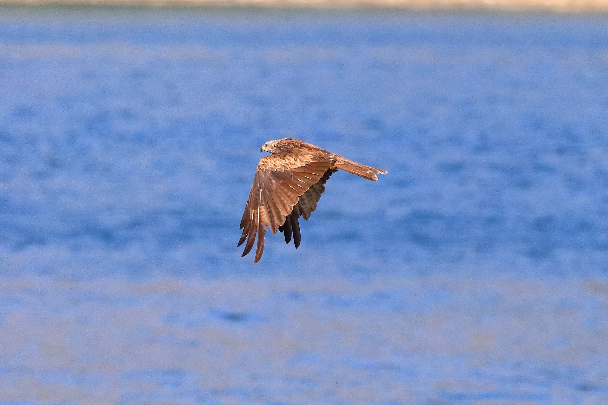 Nibbio bruno 02-08-2022