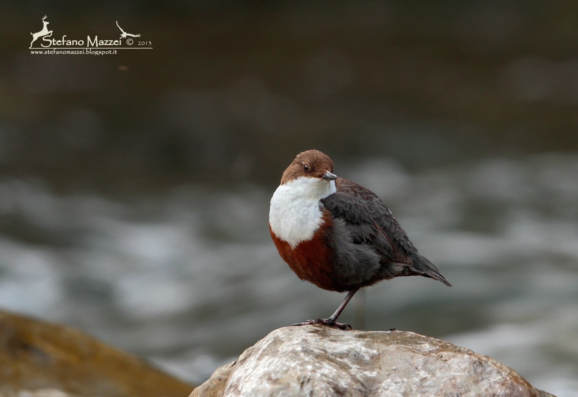 Merlo Acquaiolo di sera ...