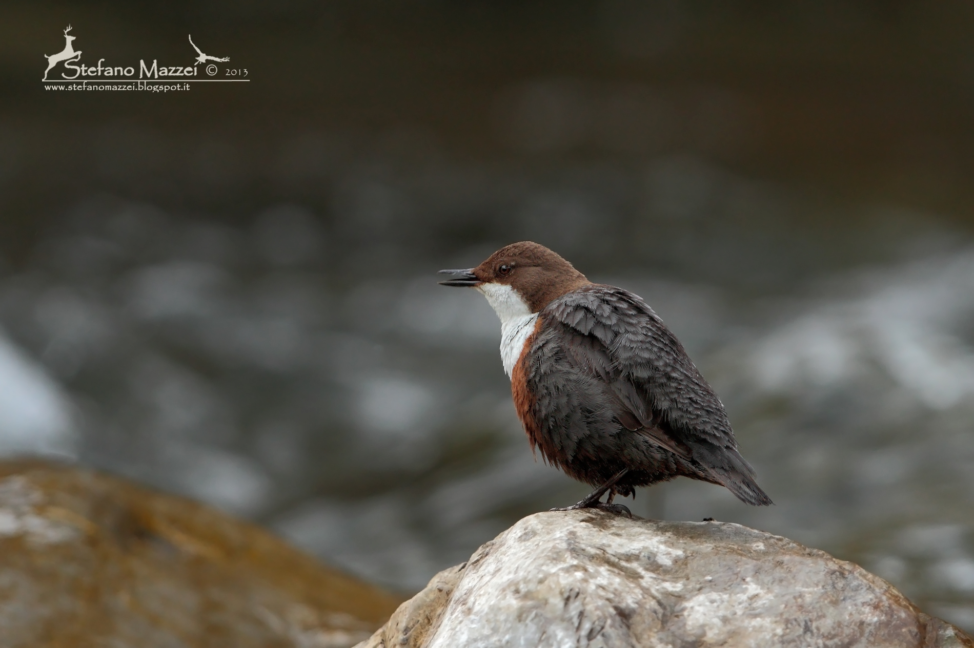 Merlo Acquaiolo in canto ...