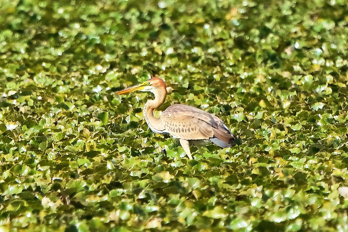 airone rosso 27-08-2022