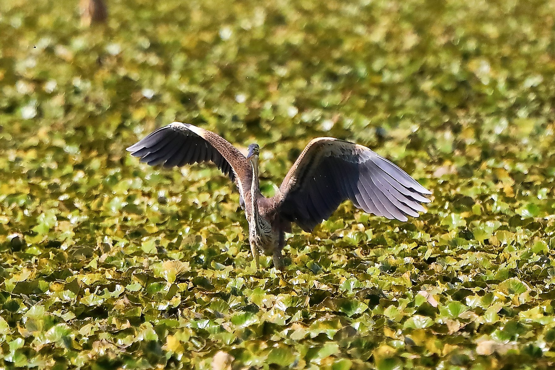 airone rosso 27-08-2022